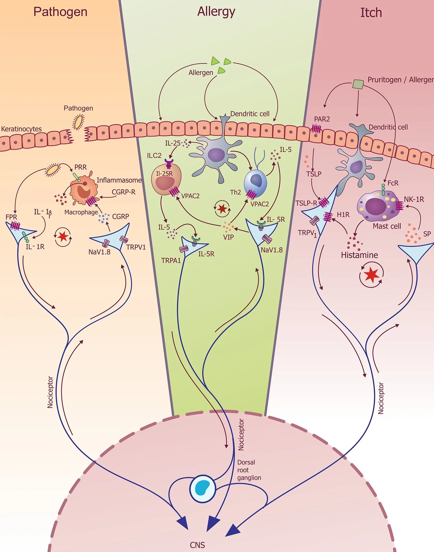 Neuro-Immunology in Health and Disease