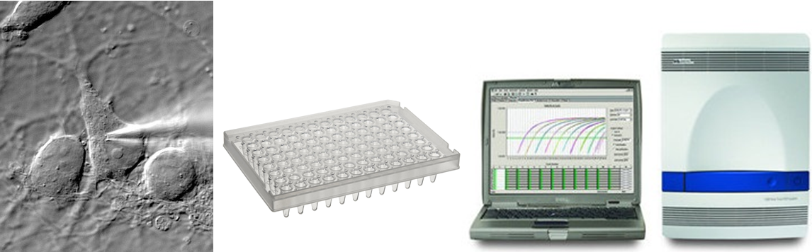 qpcr.png