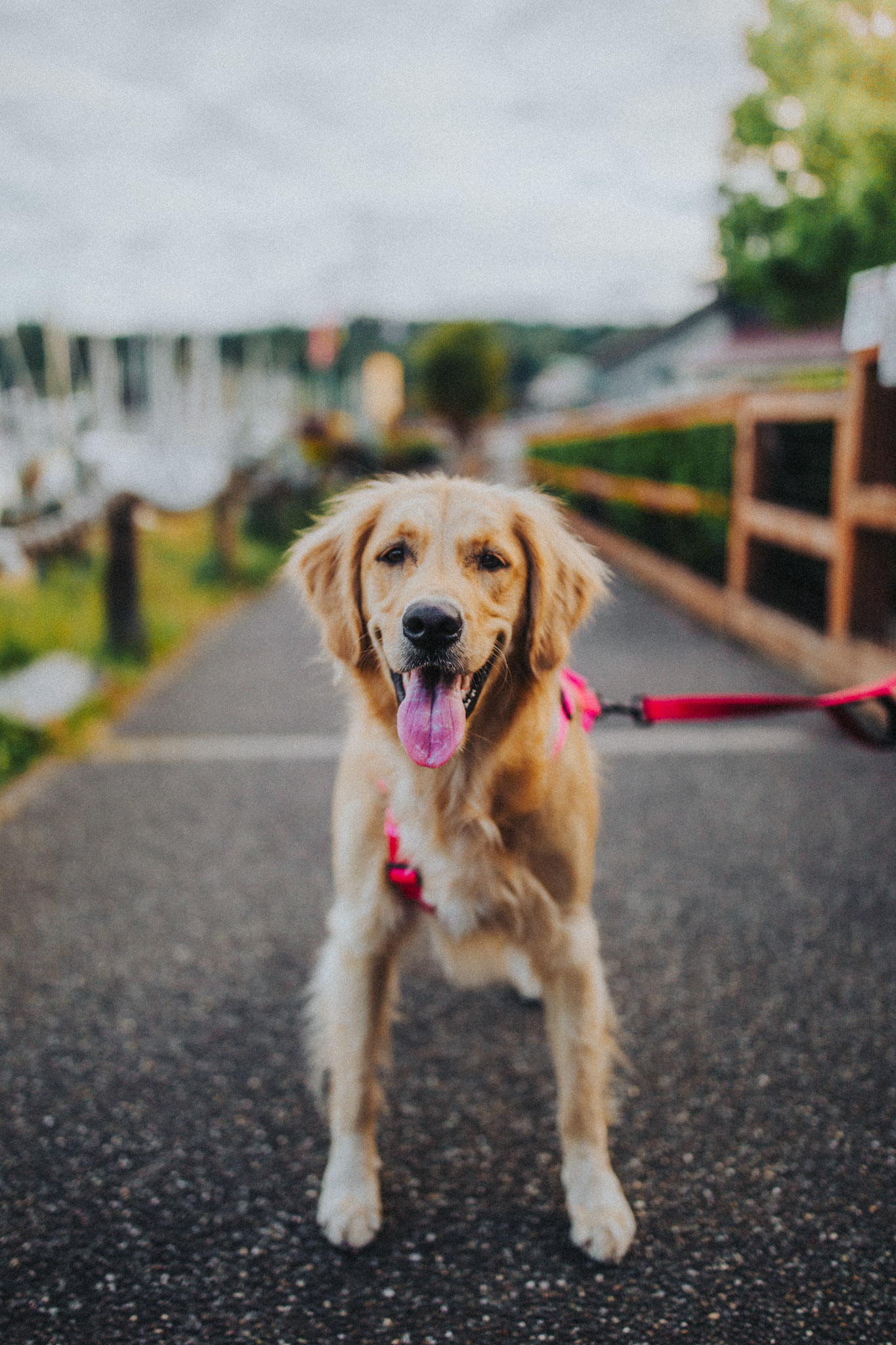 seattle, washington, wedding, engagement, bryden giving photographer, destination wedding, lifestyle, travel