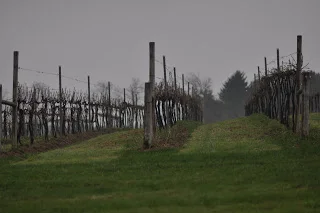 Wine-ing around Ohio