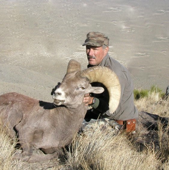 martinsheep.jpg
