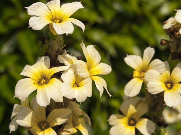 20130717_0284flowers-crop-u1861.jpg