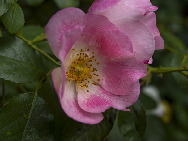 20130719_0331flower 1.jpg