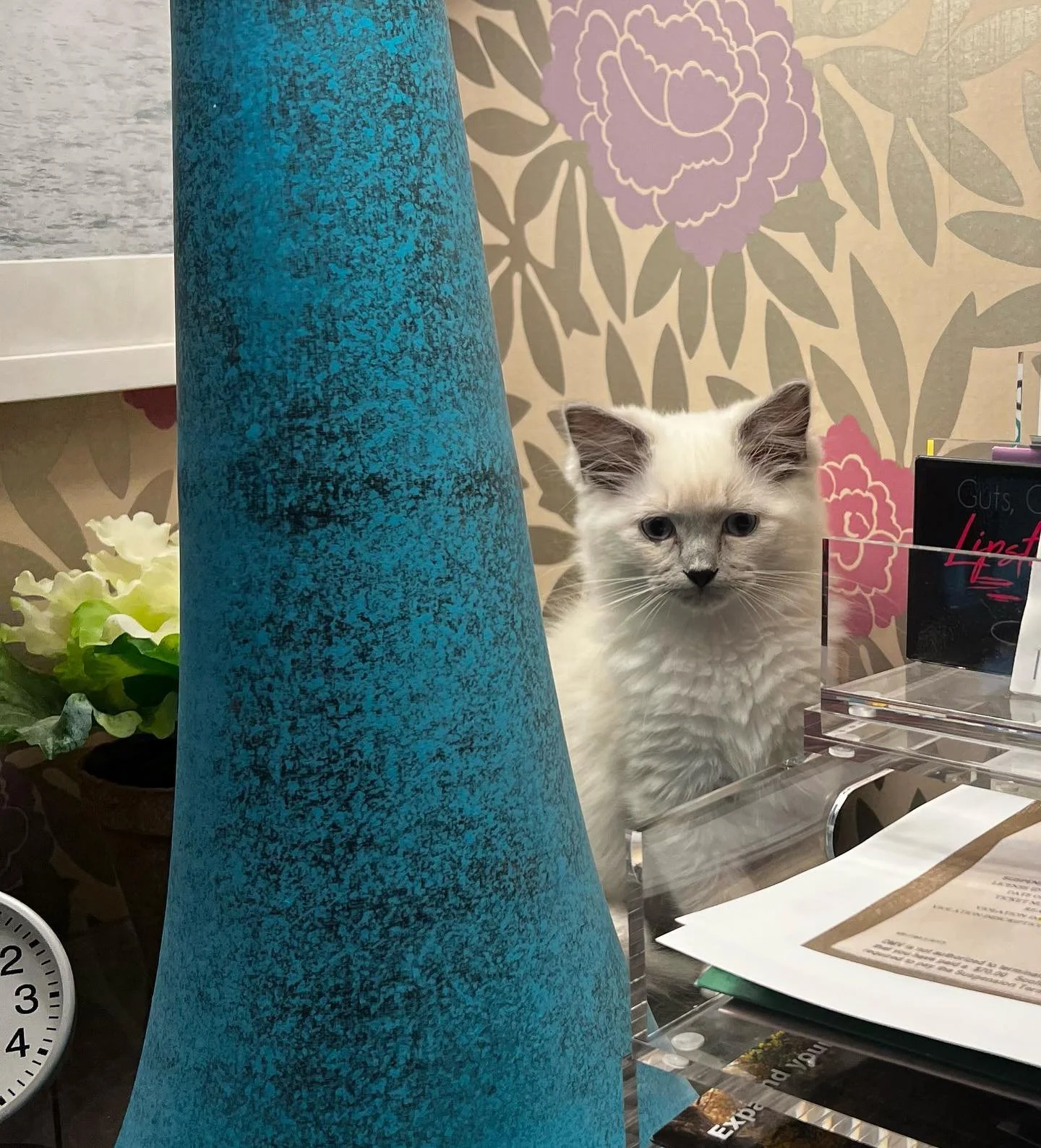 Friday accountability partner 🤍💙🖤 #ragdollkitten #ragdoll #bluepointragdoll #writersofinstagram #indieauthor #amwriting #sogorgeousithurts