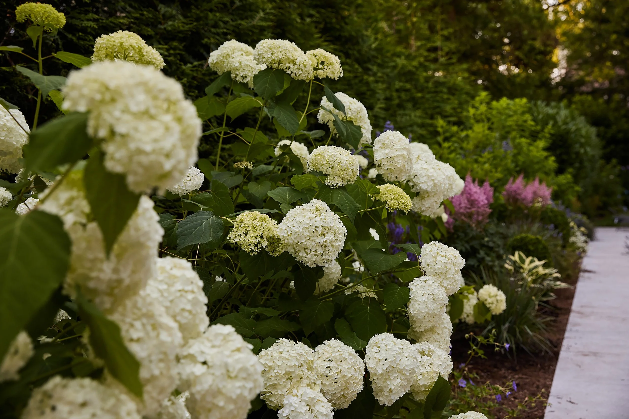 White hydrangea flowers growing along a garden pathway with greenery in the background.