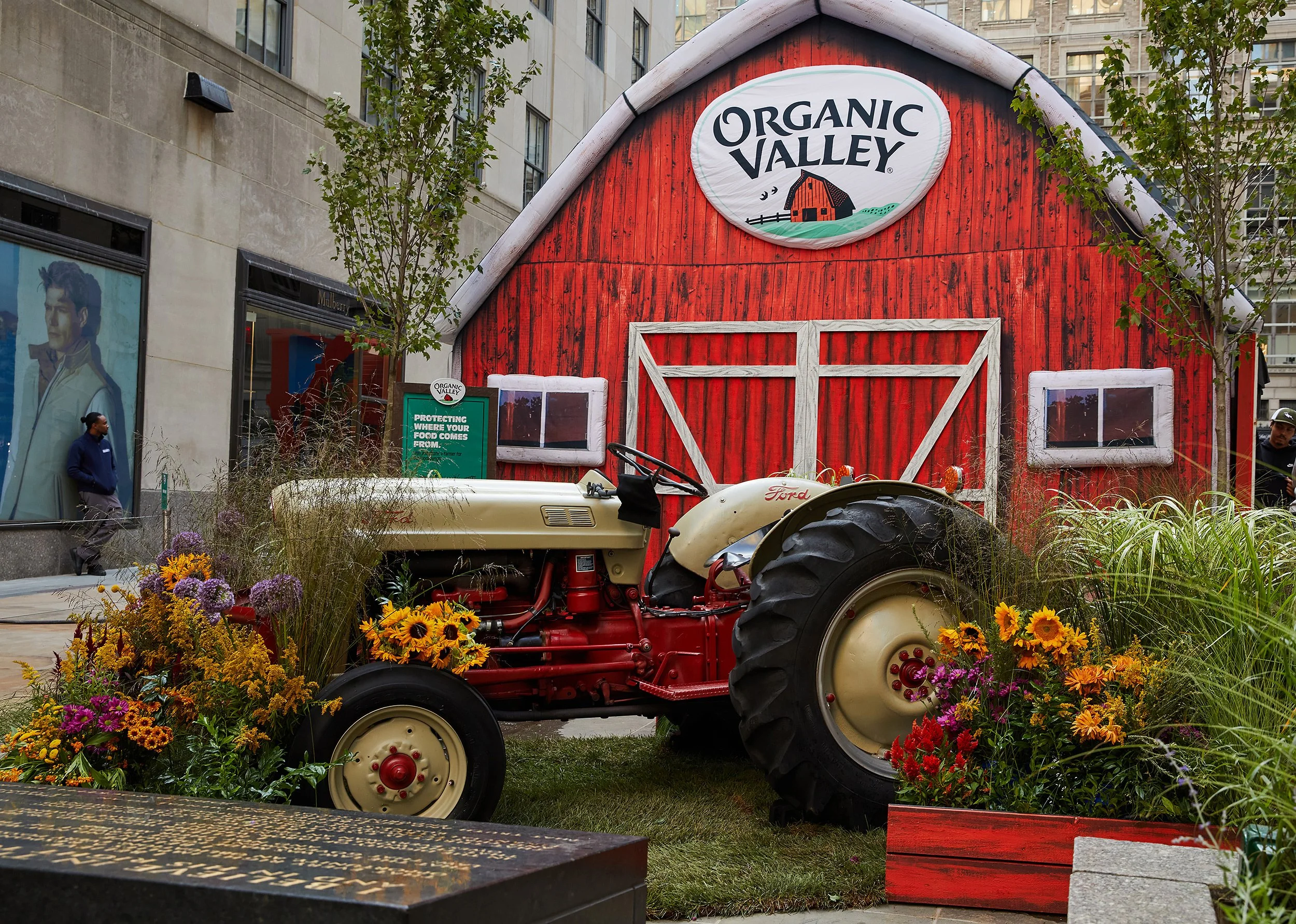 A vintage tractor is displayed in front of a large red barn with a white roof and the sign 'Organic Valley'. The tractor is cream-colored with red accents and is surrounded by colorful flowers and greenery. The scene appears to be part of an outdoor exhibition or event in an urban area, with buildings and pedestrians visible in the background.