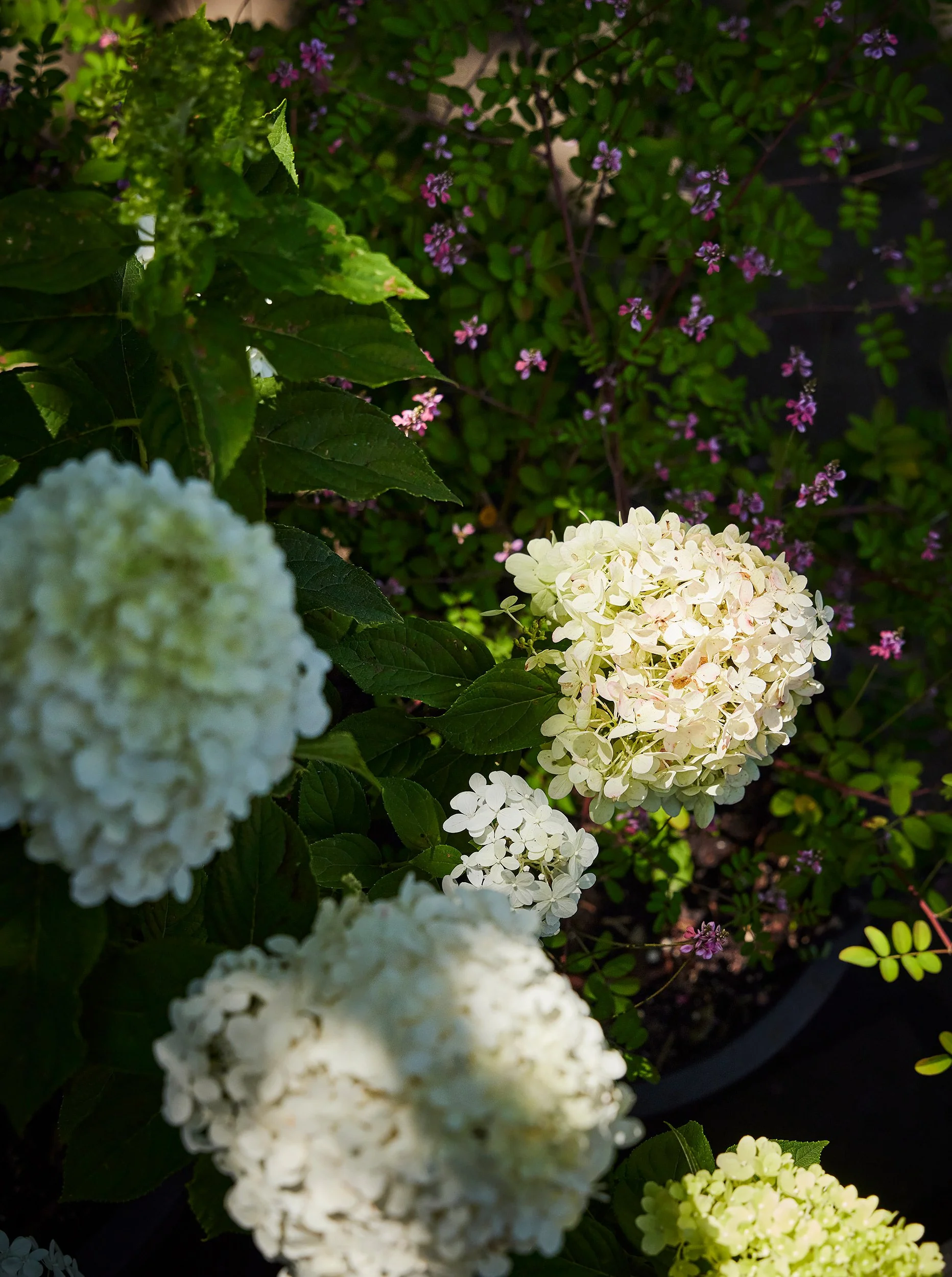 Close-up of white hydrangea flowers and green leaves with purple flowers in the background.