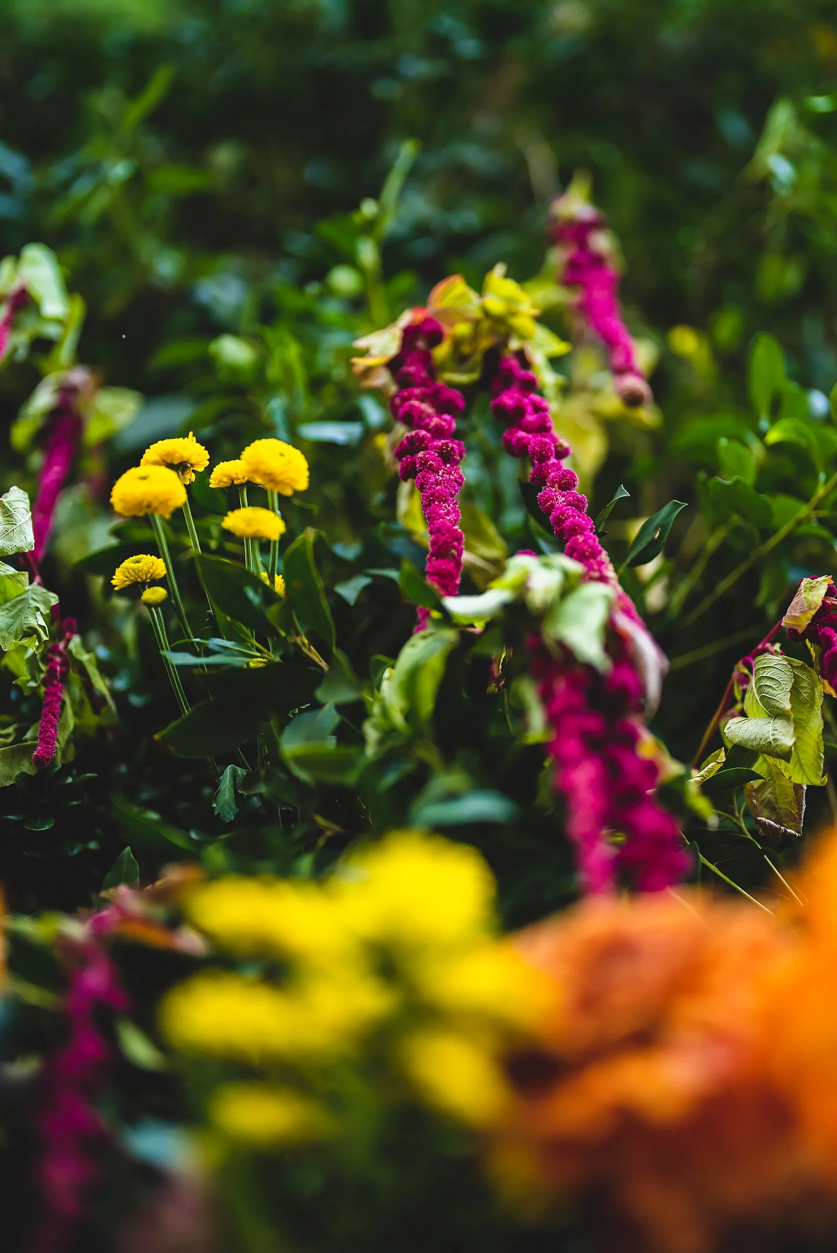 Colorful flowers including yellow pom-pom shaped blooms and long pink spiked flowers with green leaves.