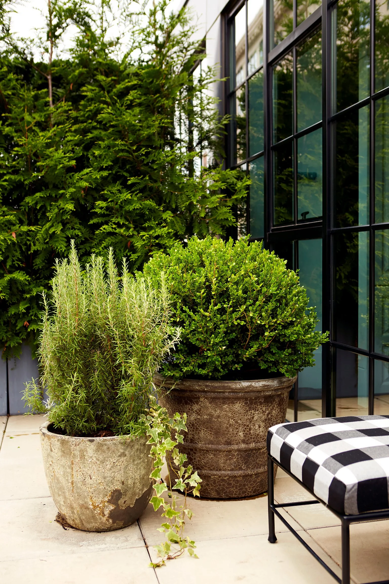 Two large potted plants, including a rosemary and a boxwood, are placed outside next to a black-framed glass door with a black and white checkered cushion on a metal chair nearby.