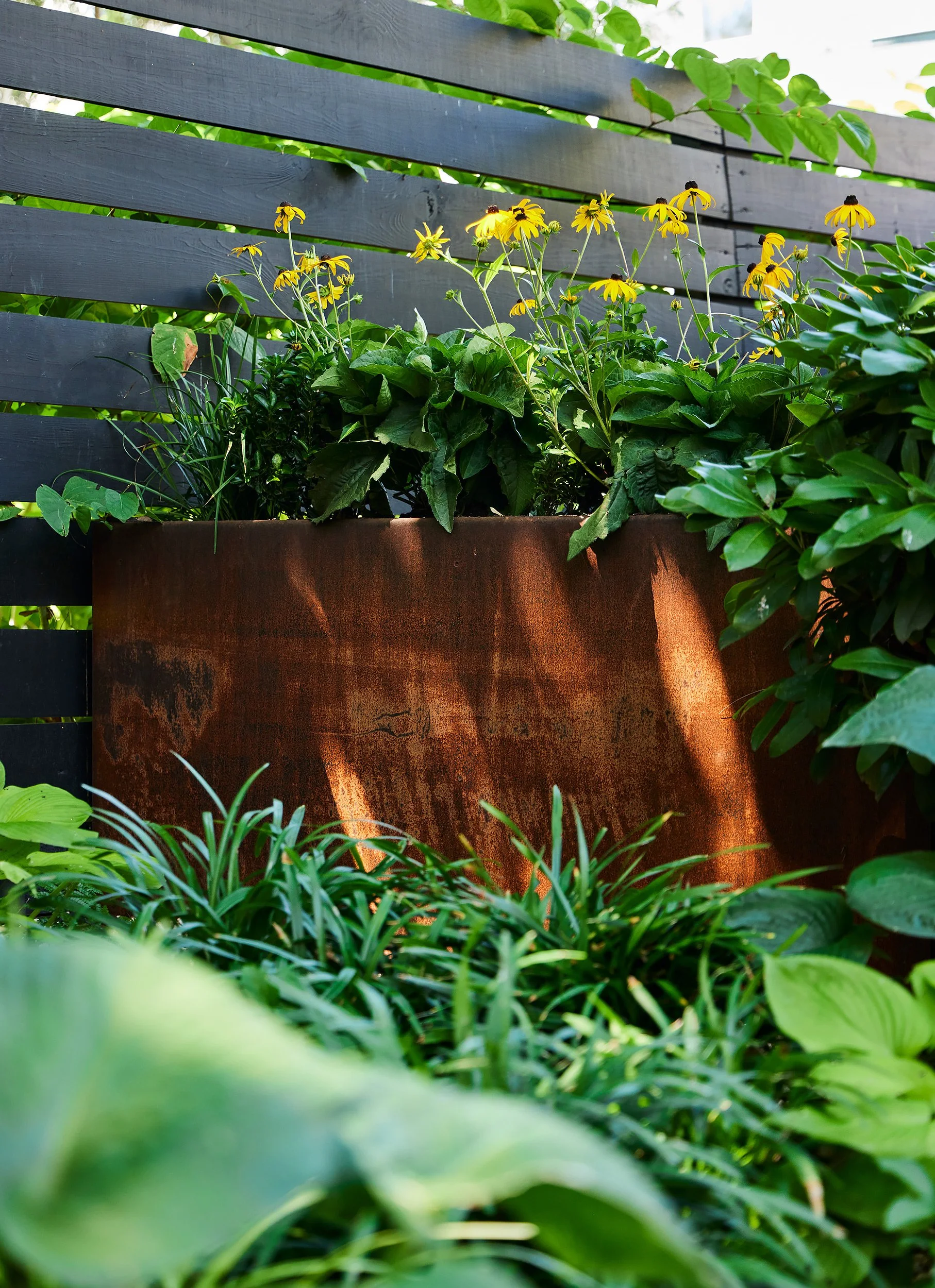 Close-up of a garden with green plants, yellow flowers, and a rusted metal container, with a wooden fence in the background.