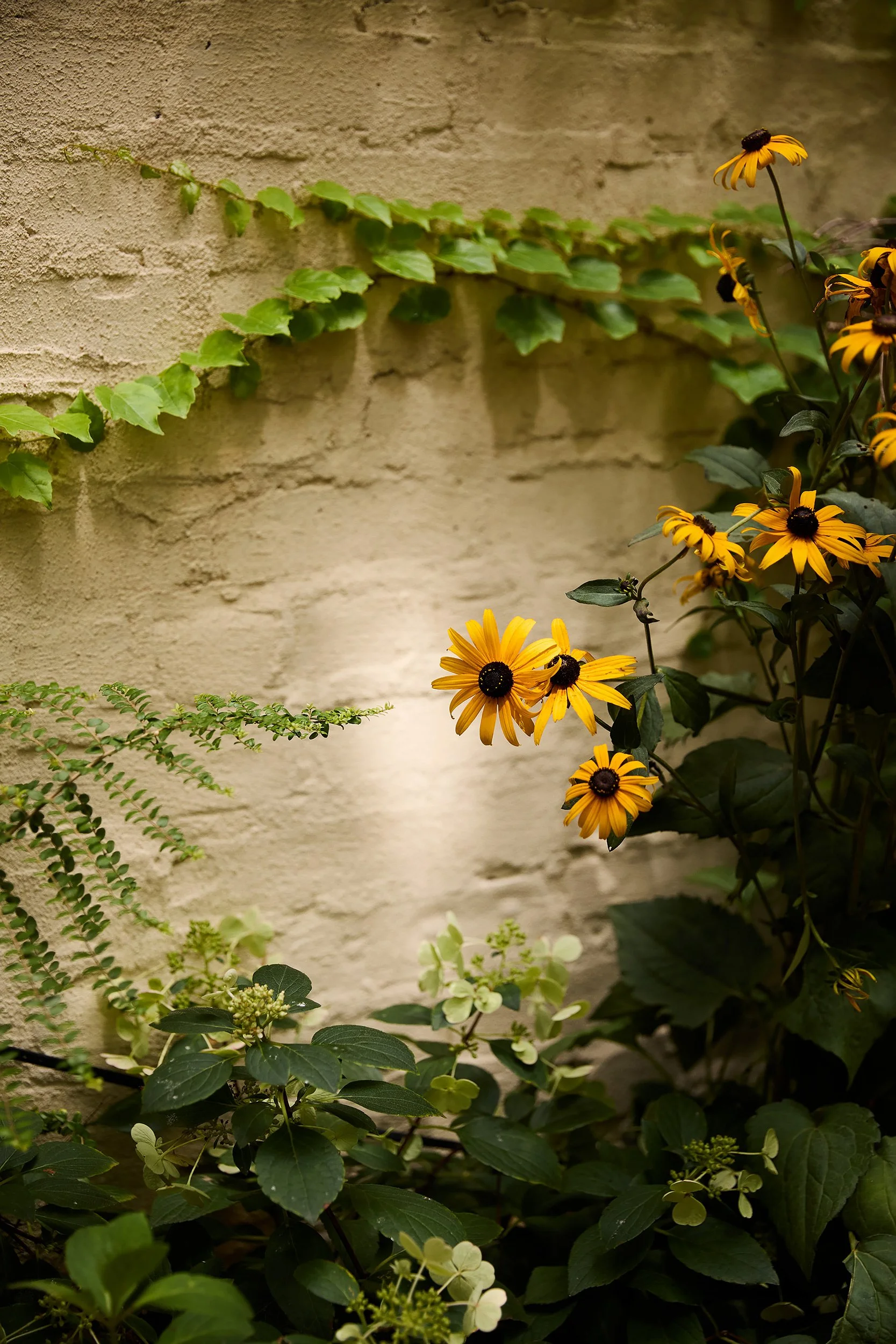 Yellow and black flowers growing against a beige brick wall, with various green plants surrounding them.