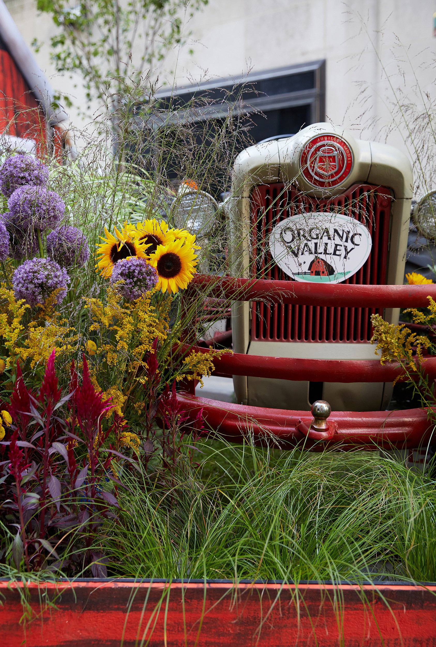 Vintage truck with a sign that says 'Organic Valley' is surrounded by colorful flowers and grasses in a garden setting.