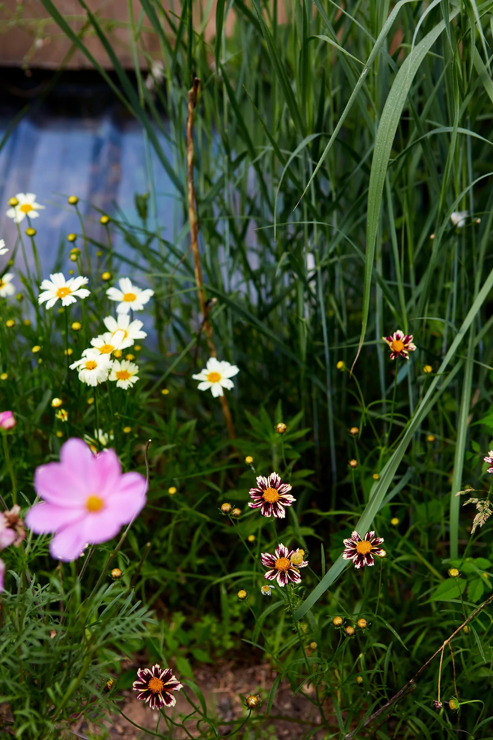 Various colorful flowers blooming in a garden with lush green grass and plants.