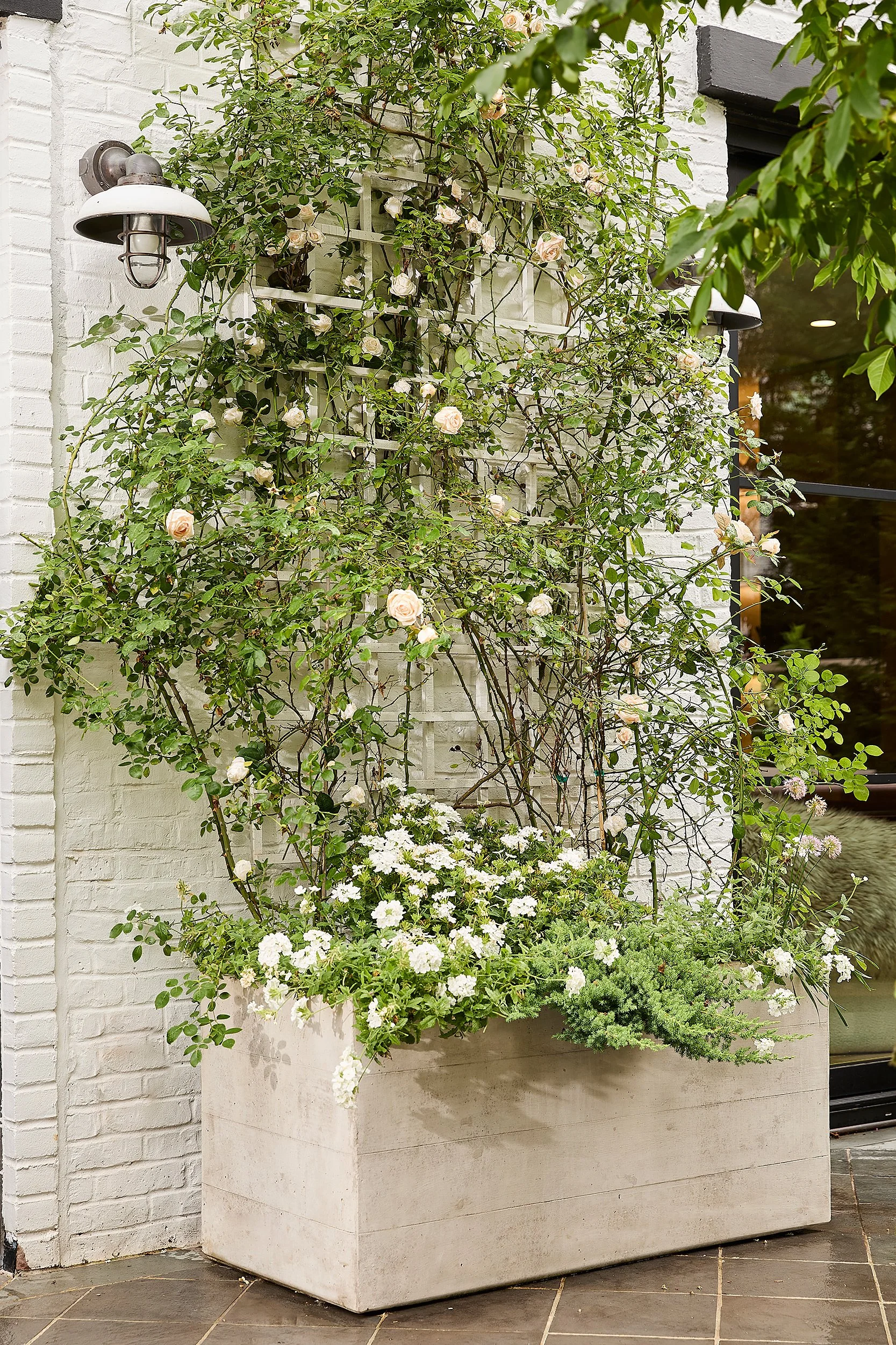A white rectangular planter box filled with white flowers and green foliage is placed against a white brick wall. Climbing roses with light pink blossoms grow up a trellis attached to the wall, and a black outdoor wall sconce is mounted beside them. A window with a reflection in the background is partially visible on the right.