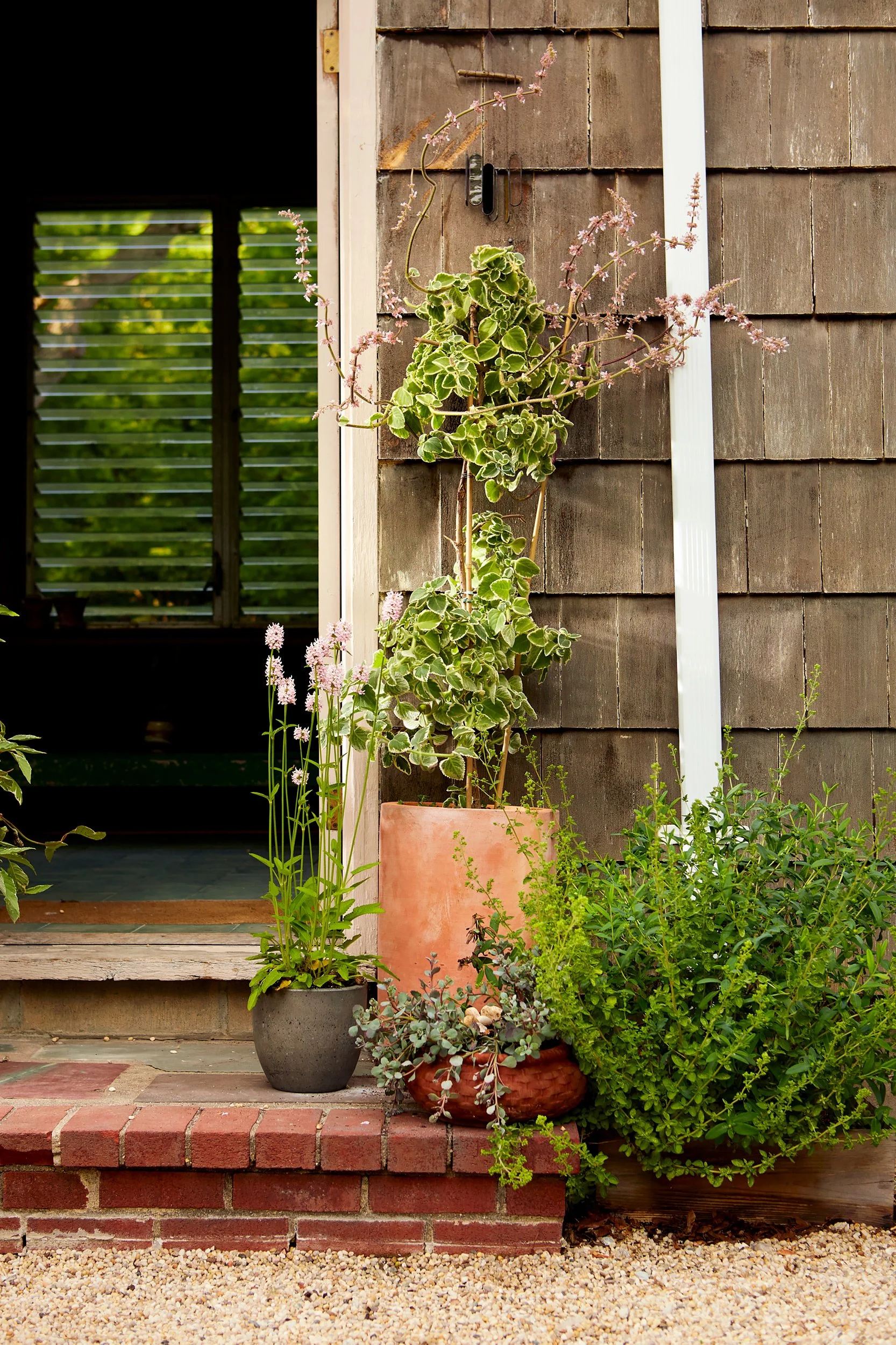Various potted plants, including a variegated leafy plant climbing a wall, placed on a brick step in front of a wooden building.