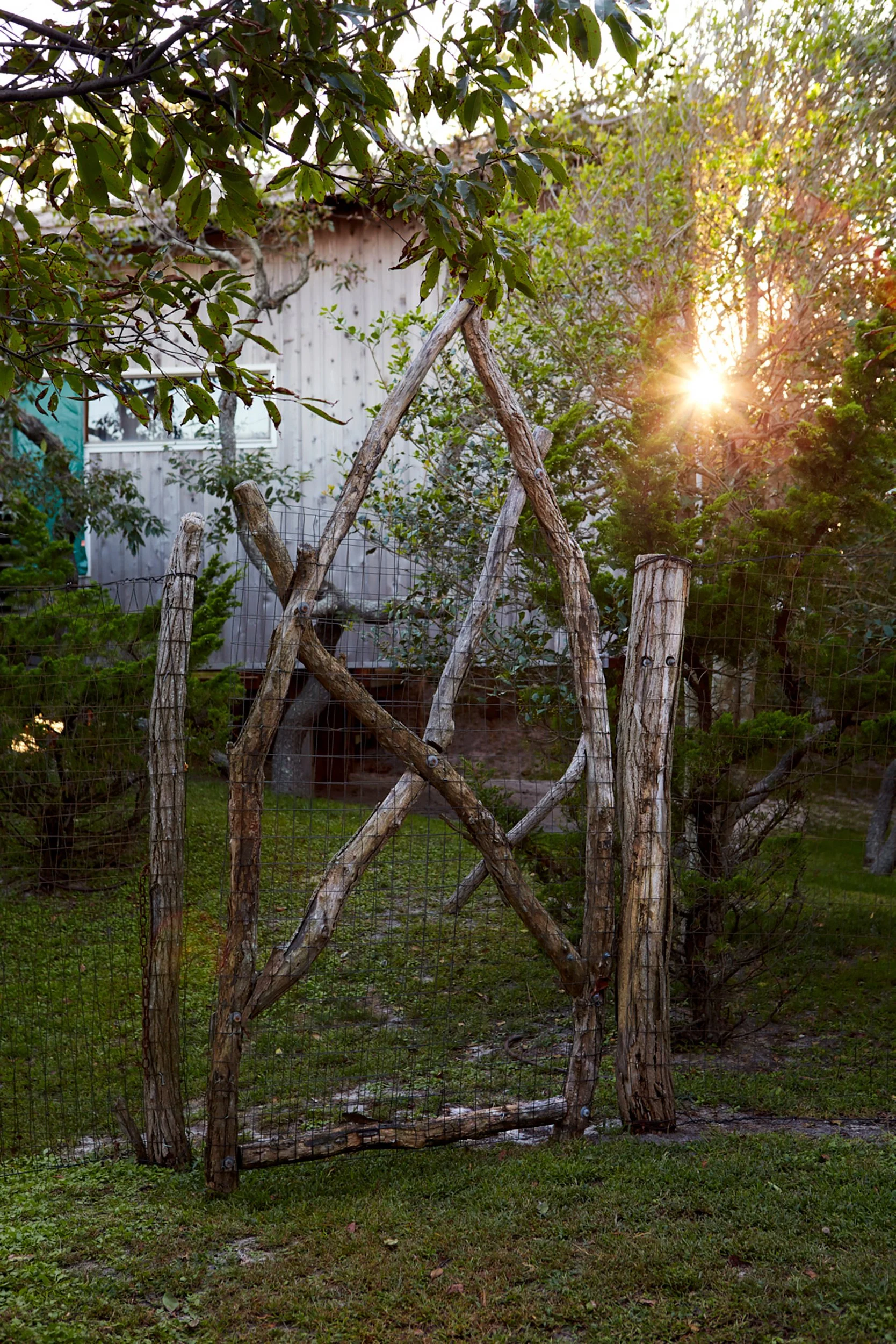 A rustic wooden garden gate with a wire mesh filling, set in a lush green yard at sunset, with a white shed and green trees in the background.