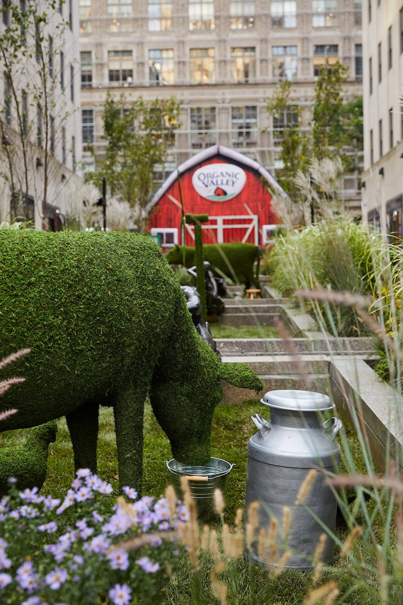 A watercolor-style lawn sculpture of a buffalo grazing, with a small metal bucket and a vintage milk can nearby, in a garden area with purple flowers and tall grasses, in front of a small red barn with a sign that says 'Organic Valley', surrounded by urban buildings.