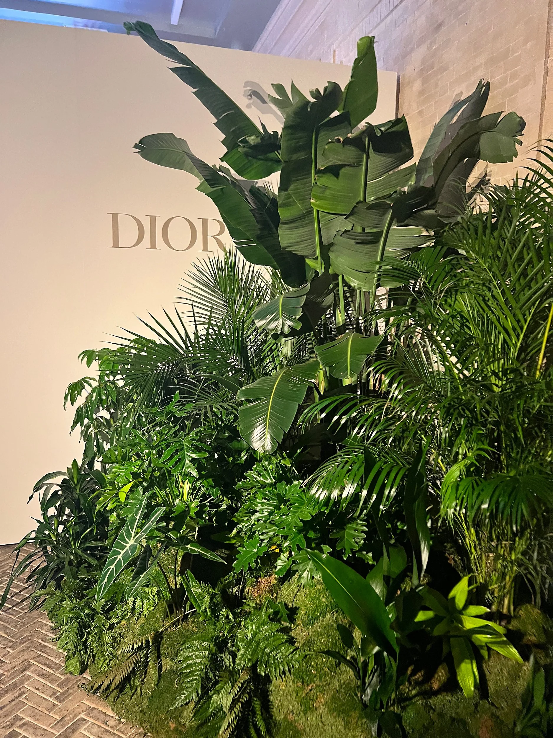 A lush display of tropical green plants with large leaves, situated next to a beige wall with the Dior logo, in an indoor setting.