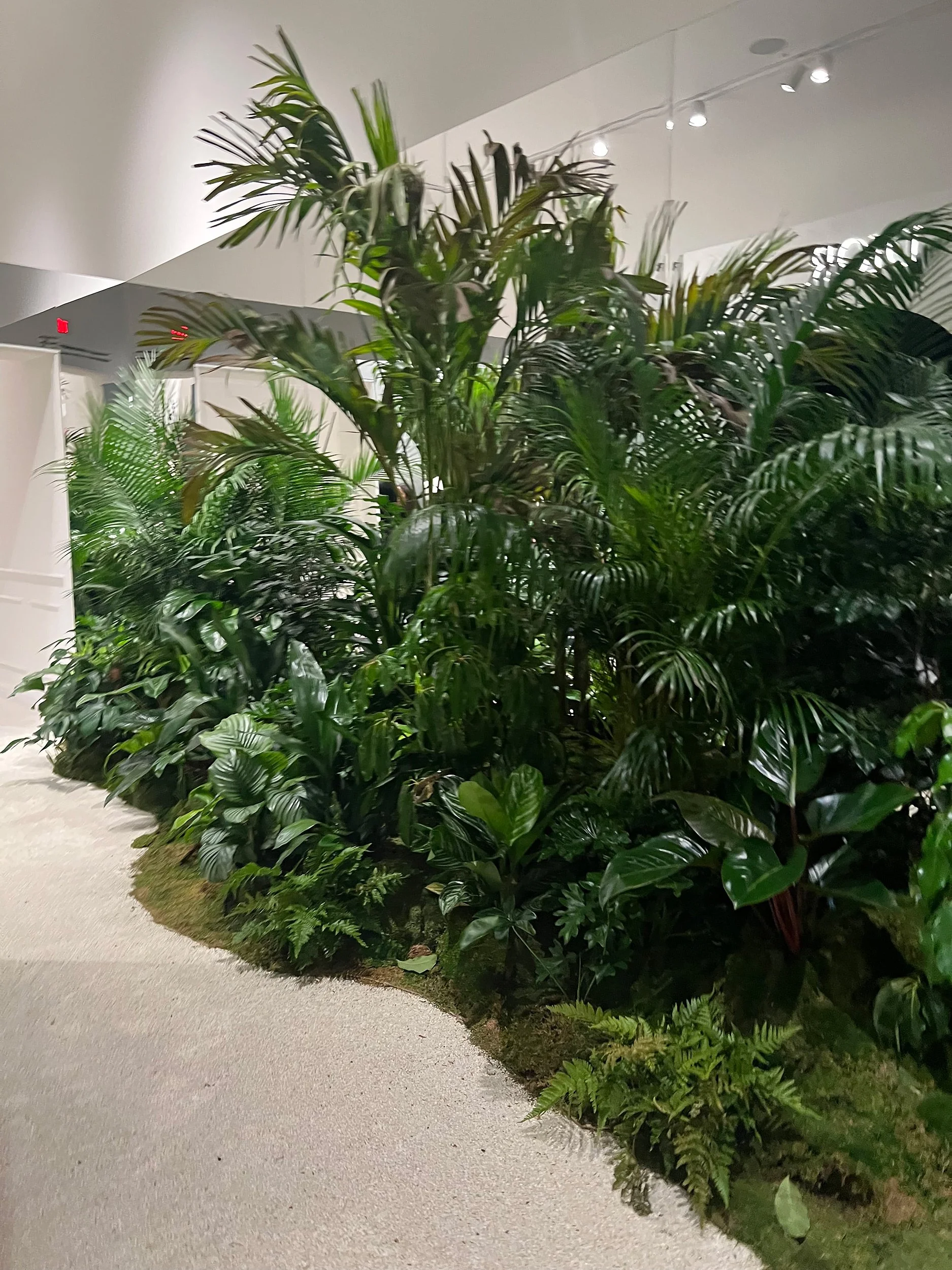 Indoor green plants and shrubs with a concrete pathway.