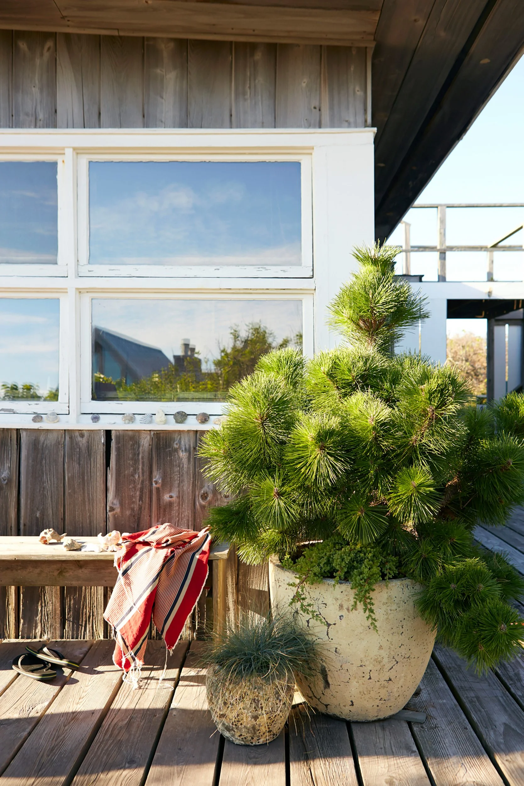 A wooden deck with potted plants, including a large pine bush, in front of a building with wooden siding and large windows reflecting the sky and trees.