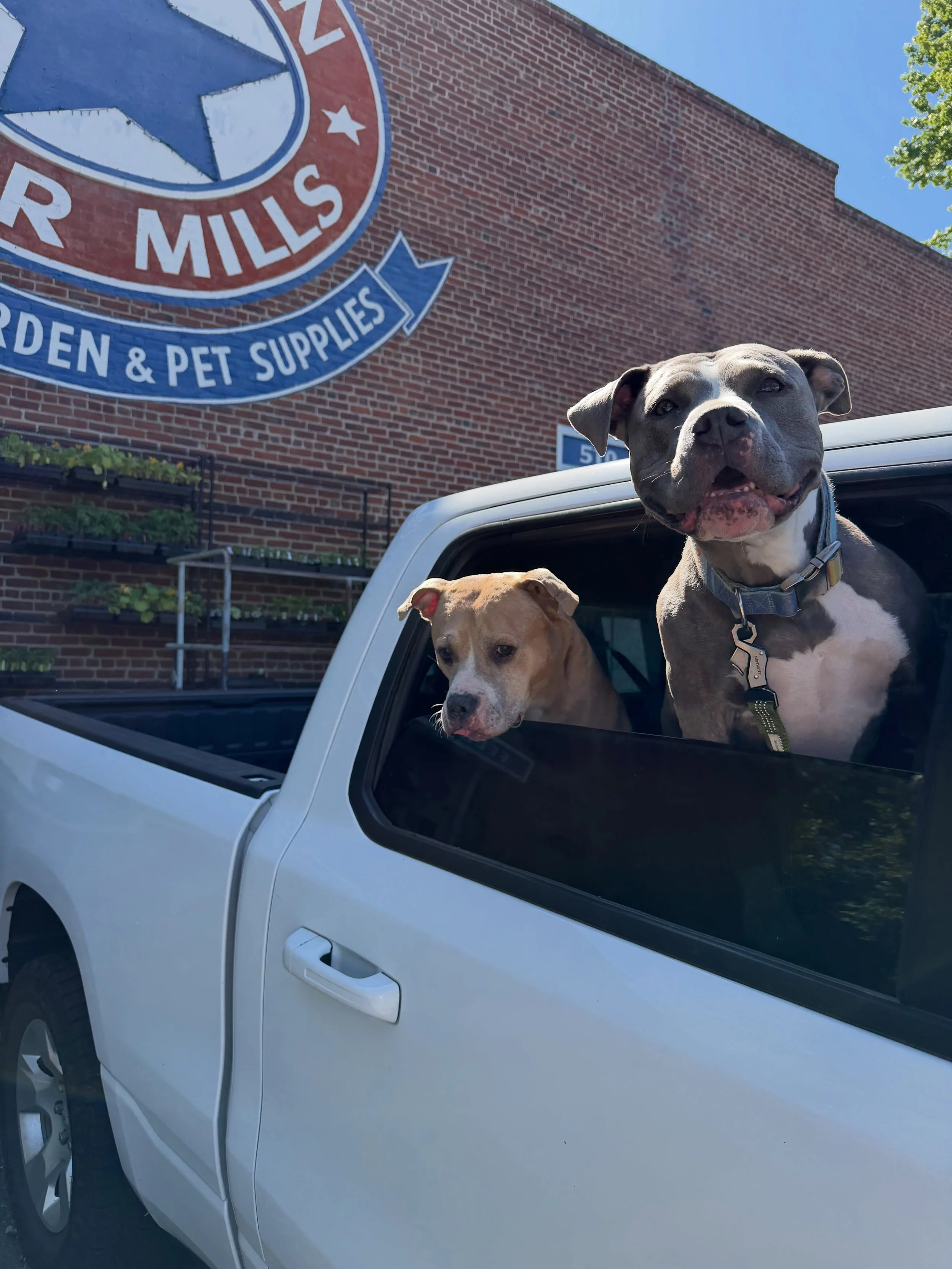 &ldquo;Can I bring my dogs into the mill?&rdquo; OF COURSE! 
We can&rsquo;t wait to meet your furry friends. As long as they are on a leash, well behaved and ready for a treat, we can&rsquo;t wait to have them in 👏🏻
