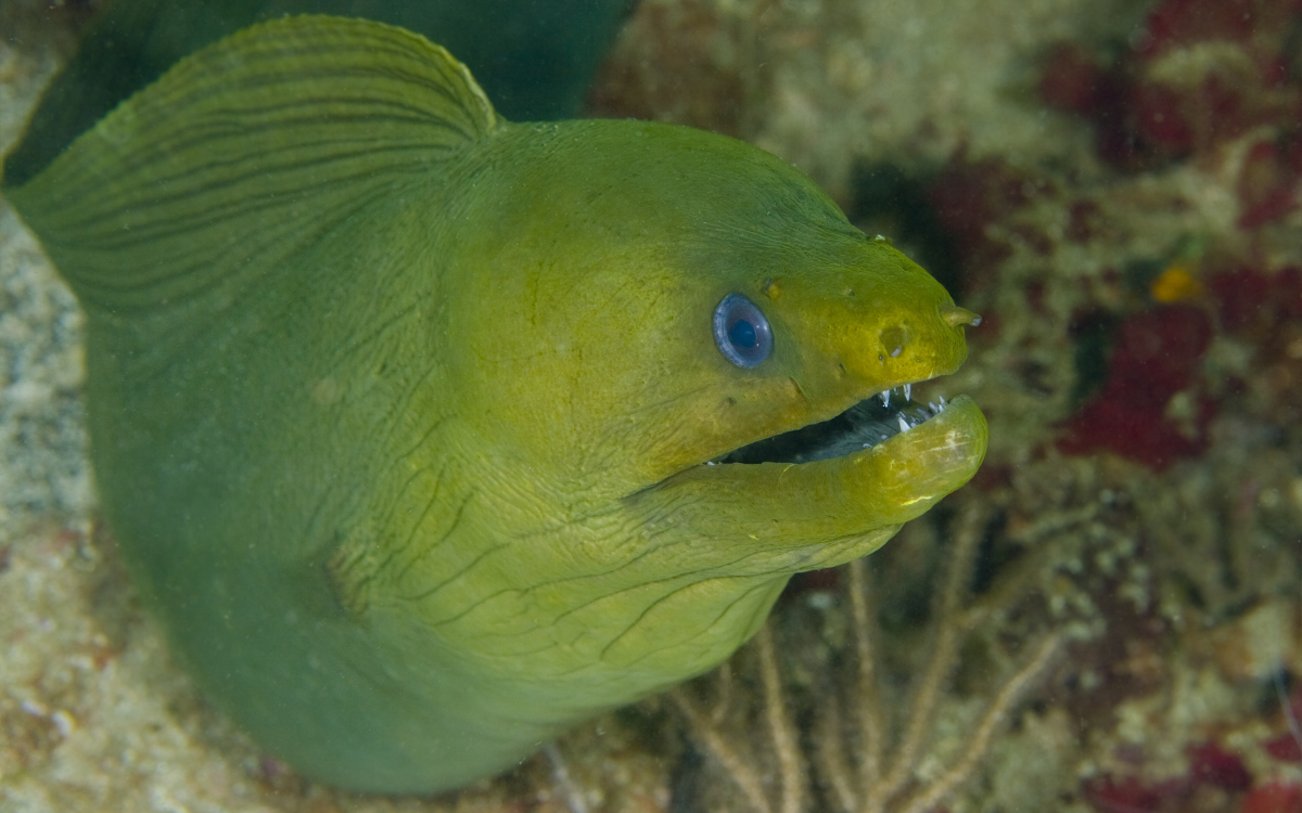 anguilliformes_moray_eel_closeup_sdmz2x.jpg