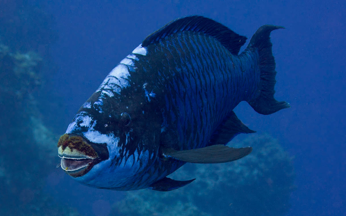 midnightParrotfish.jpg