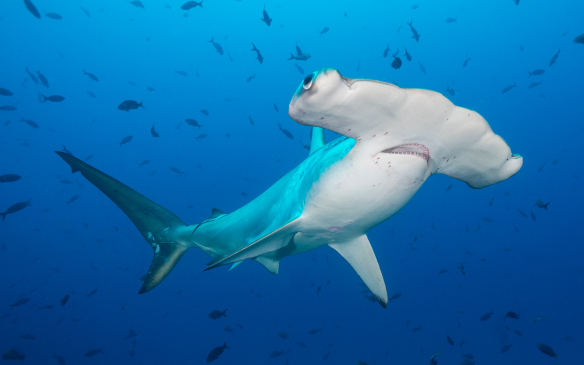 Shark_Hammerhead_Scalloped_Cocos_ykhfqk.jpg