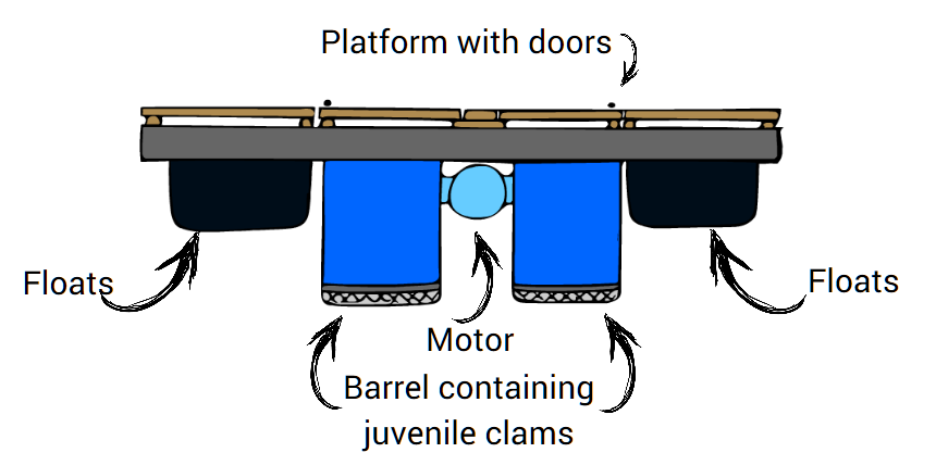 This shows what a FLUPSY unit looks like viewed from the side. The platform is supported by floats on either side. In the middle of the platform is the trunk line which contains the motor. The barrels that hold the shellfish are connected to the tru…