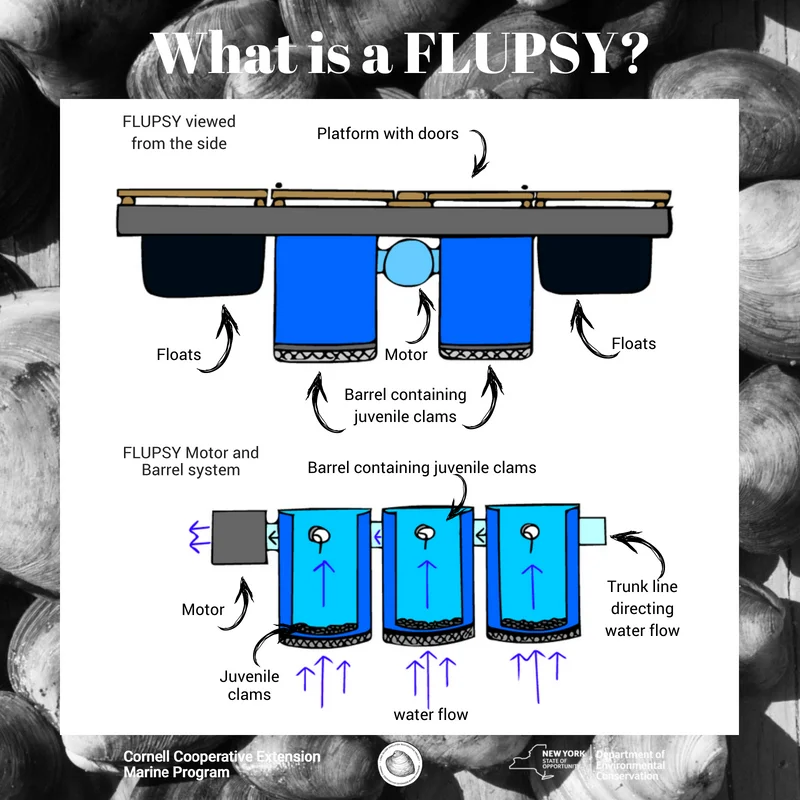 What is a FLUPSY_.jpg