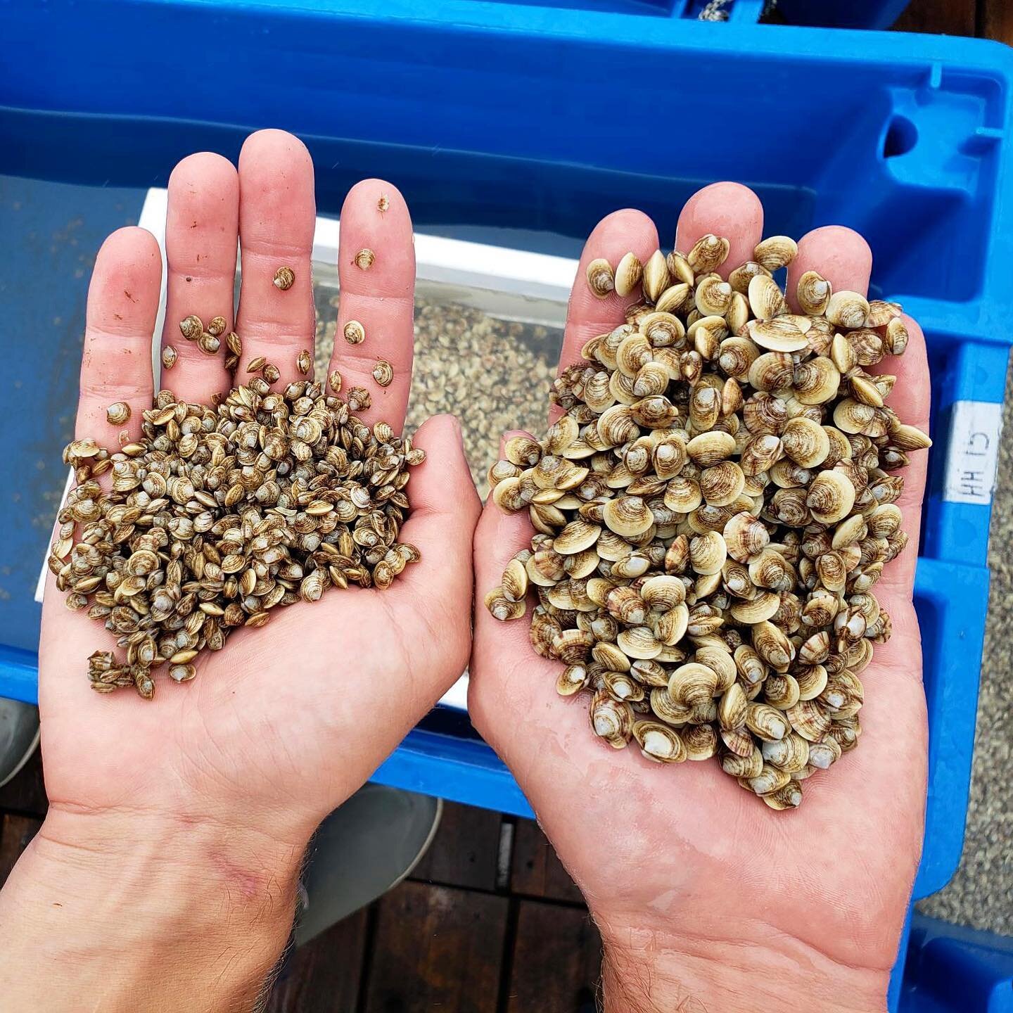 Sorting the clams in the FLUPSY! Look how big they are getting! 

Learn all about sorting and why it&rsquo;s important in today&rsquo;s Aquaculture Takeover! Check out our stories to learn more! 

#weareccemarine #flupsy #outinthefield #aquacultureta