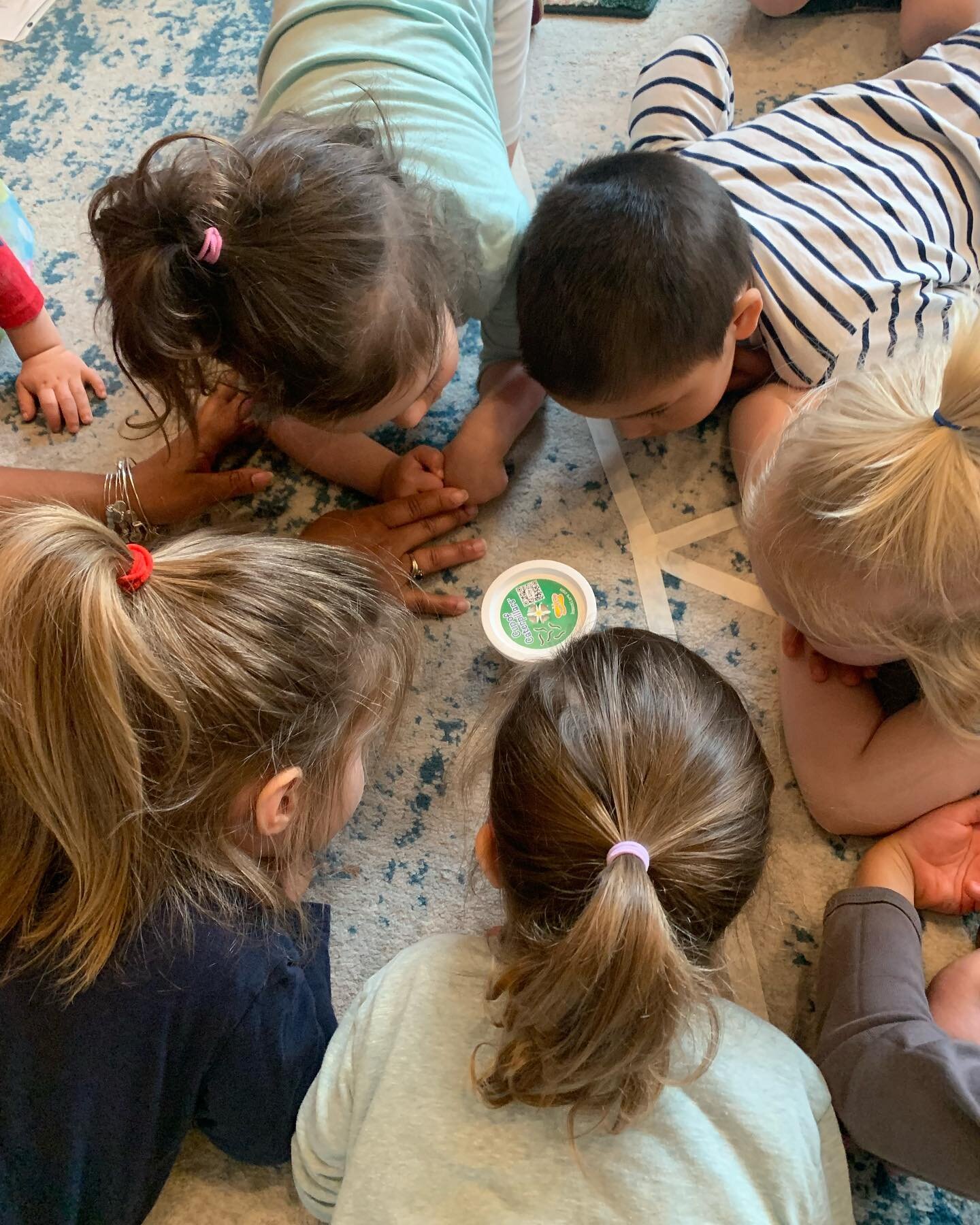 Watching the life cycle of a caterpillar unfold 🐛. Patiently waiting until they are ready to make their transformation into beautiful butterflies 🦋 

#lifecycleofabutterfly 
#insectlore 
#caterpillars 
#butterflies 
#cocoon 
#metamorphosis 
#transf