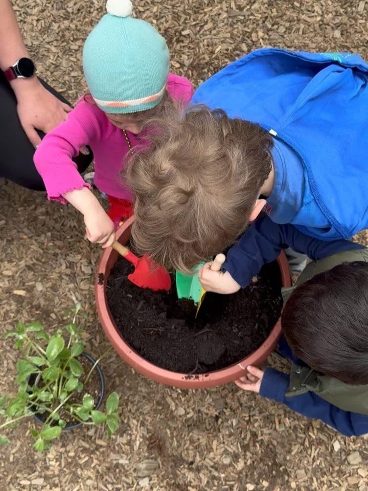 Preschool started their garden! They are so excited to take good care of their plants and watch their seedlings grow into aromatic herbs, juicy strawberries, crunchy peppers, and bursting blooms 🪴🍓🫑🪻🌷🪏

#harmonynlc #harmonynaturallearningcenter