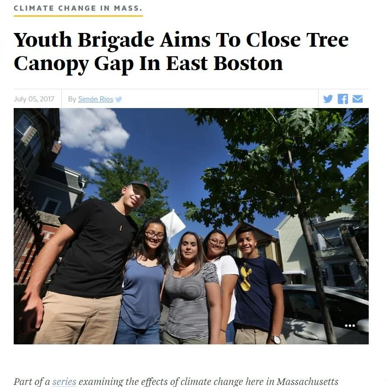 Youth Brigade Aims To Close Tree Canopy Gap In East Boston