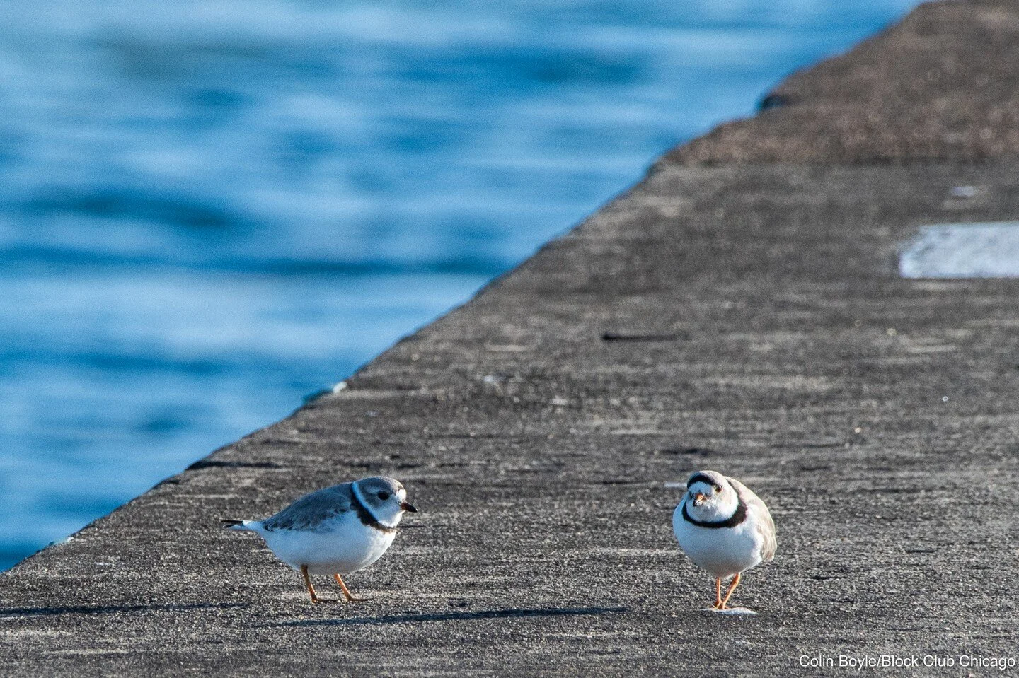 I went for my weekly bird watching walk before teaching my class this morning, and spotted the two un-banded piping plovers that are stealing the spotlight &ndash; and pulling on the heartstrings &ndash; of Chicagoans!

"CHICAGO &mdash; More pip