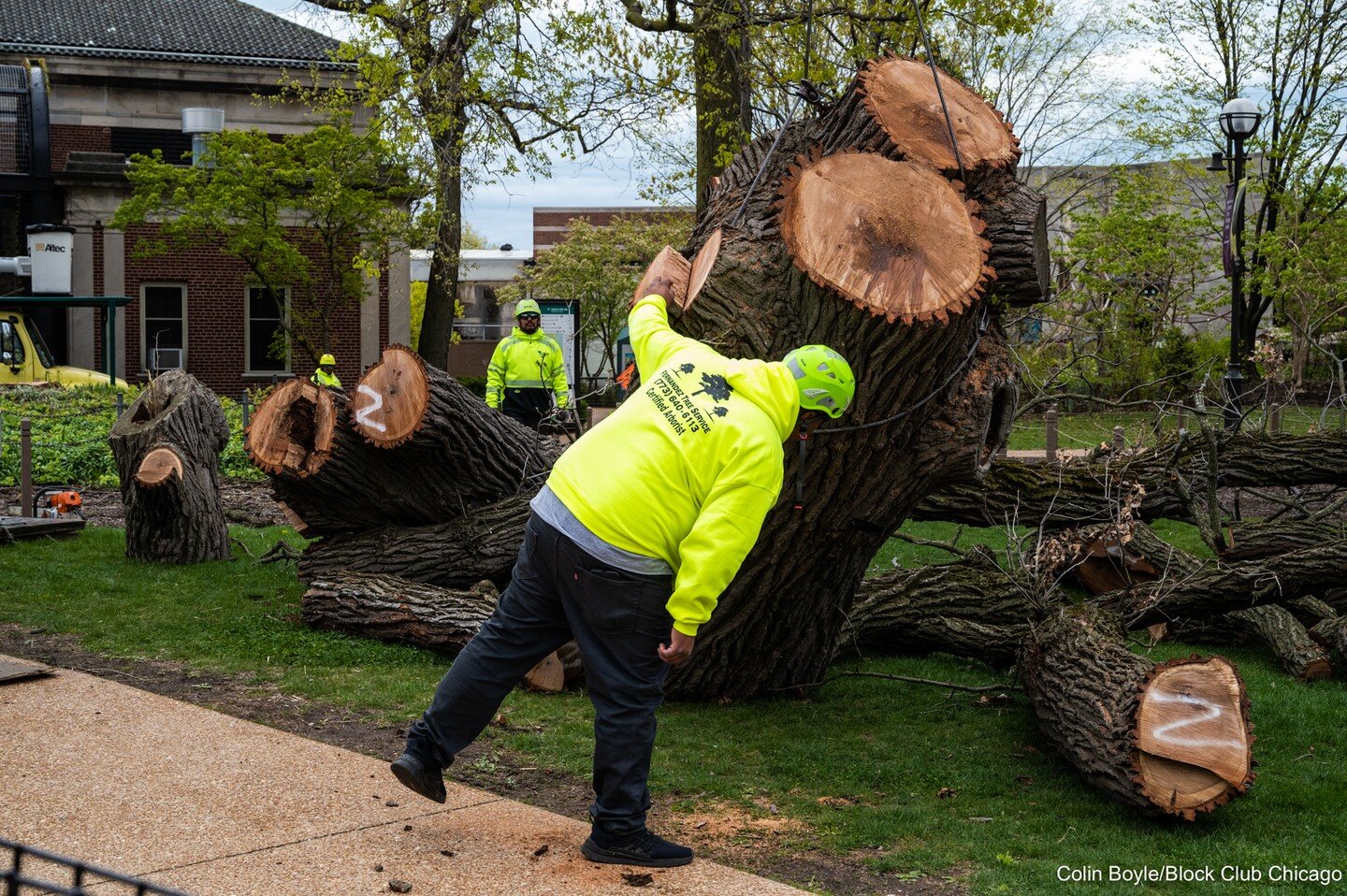 &quot;LINCOLN PARK &mdash; With help from a massive crane, chainsaw-wielding crews took down one of Chicago&rsquo;s oldest trees Tuesday at Lincoln Park Zoo.

At 70 feet tall, the bur oak tree is estimated to be 250-300 years old and believed to pred