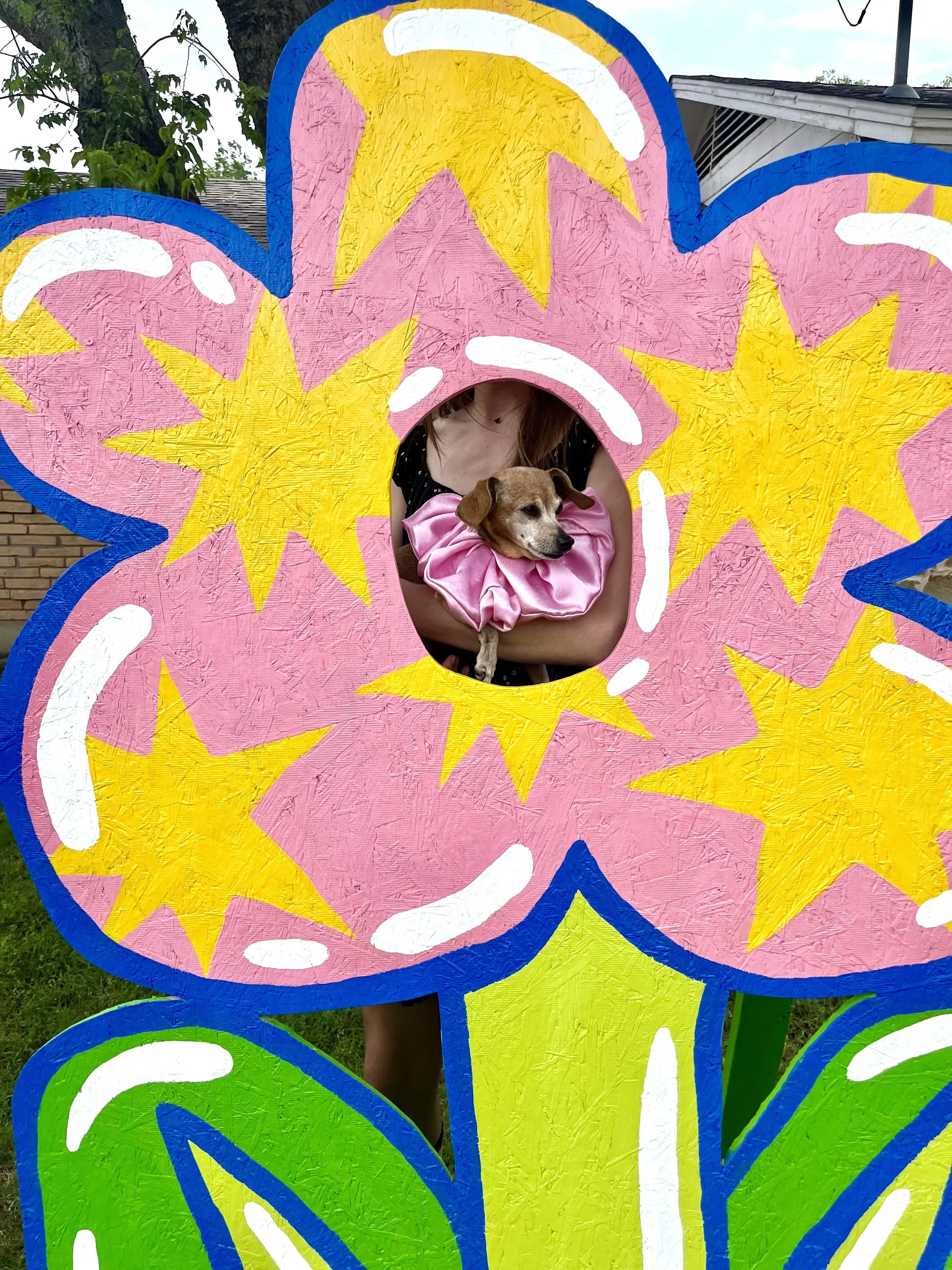 A brightly painted large cutout of a stylized flower with a hole cut in the center and chiweenie wearing a satin ruffle collar peeking through