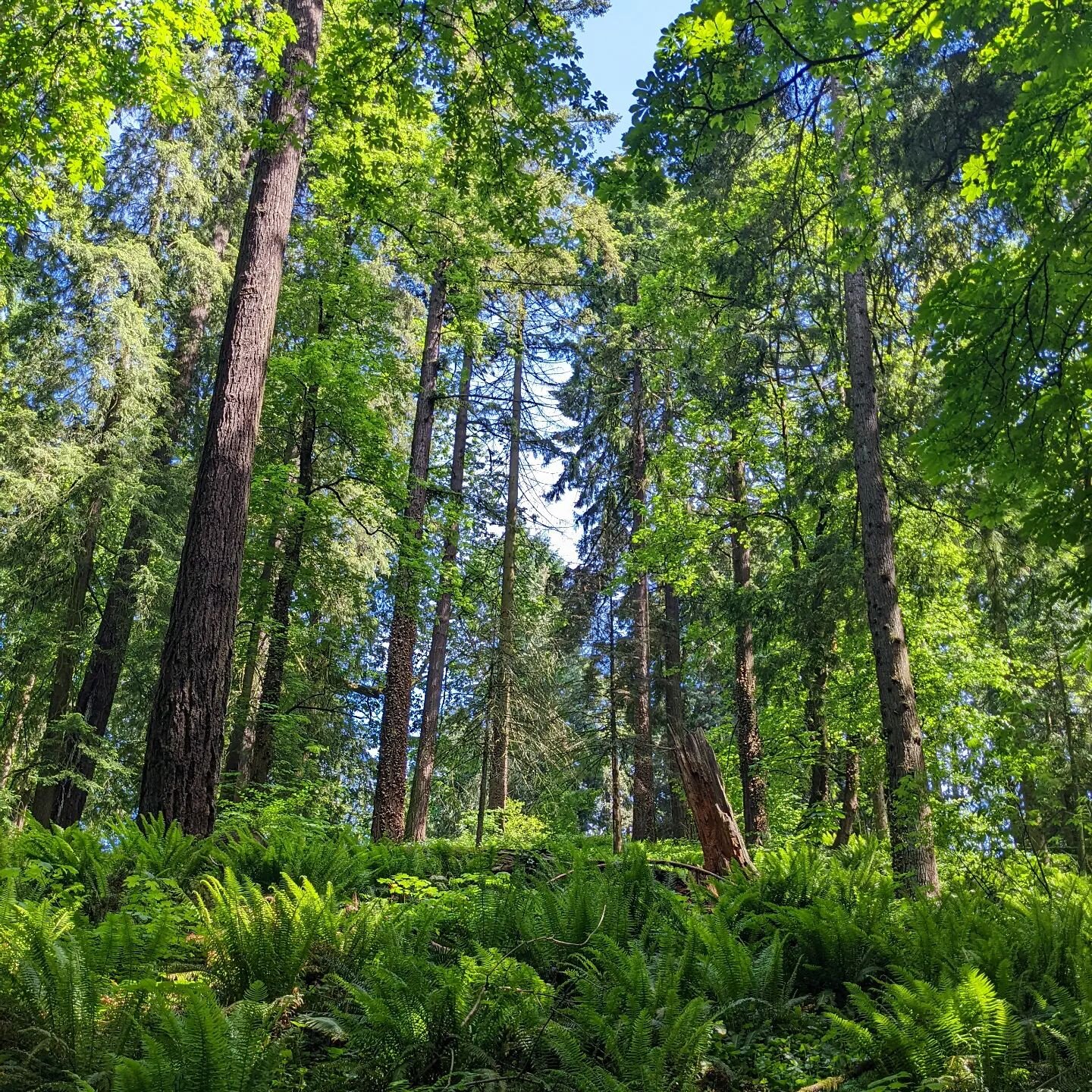 It's so green here  #100miles50states #berndogyoga #themcdonaldstakeamerica #oregon #cityofroses