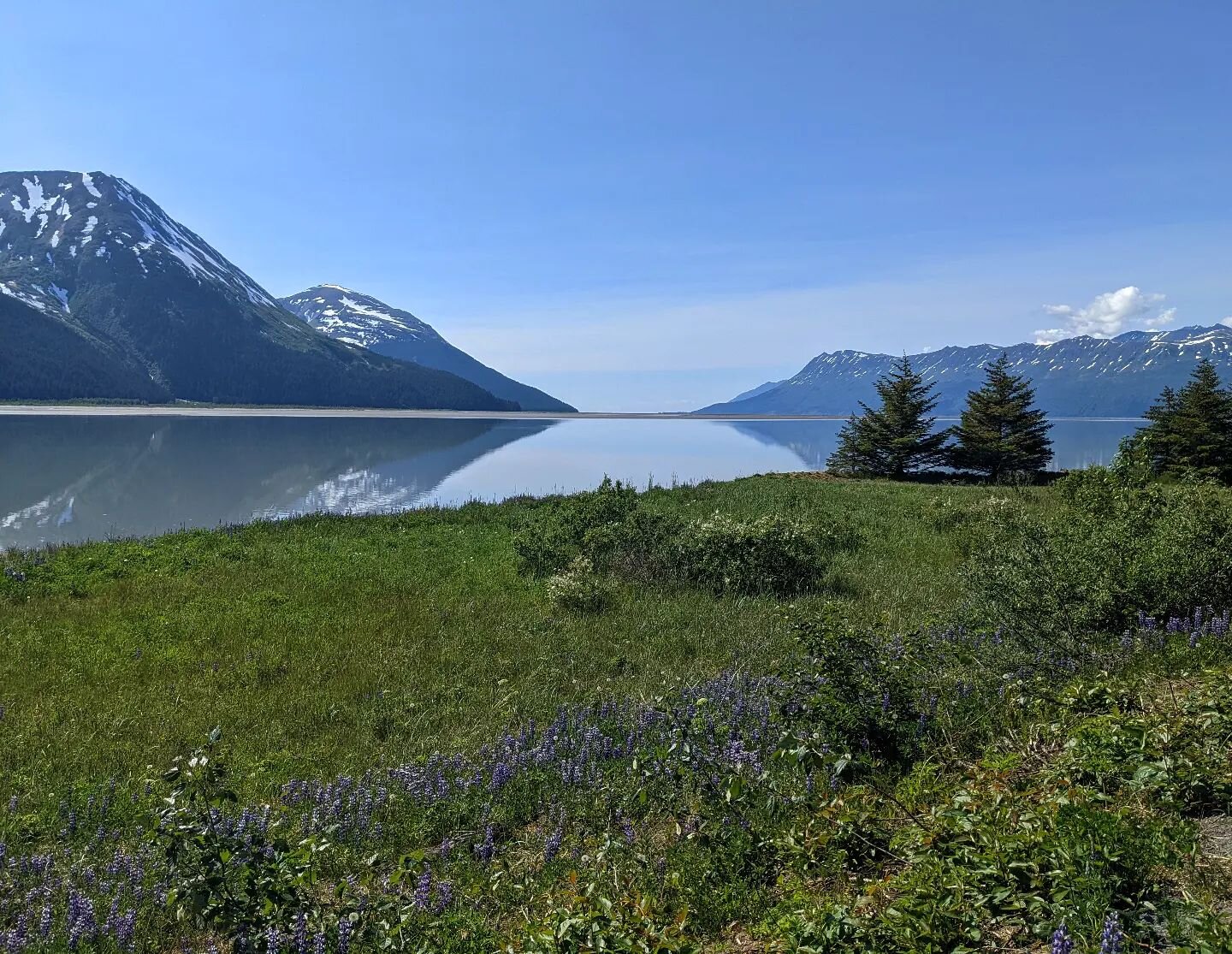 100 miles walked in the 49th state, both for me and the United States. We saw a lot across the most vast state in the union and traveled on bus, train, ferry and plane. Here are the notes:

Silty streams
Snowy peaks
Giant mosquitoes
Black slugs
Bear 