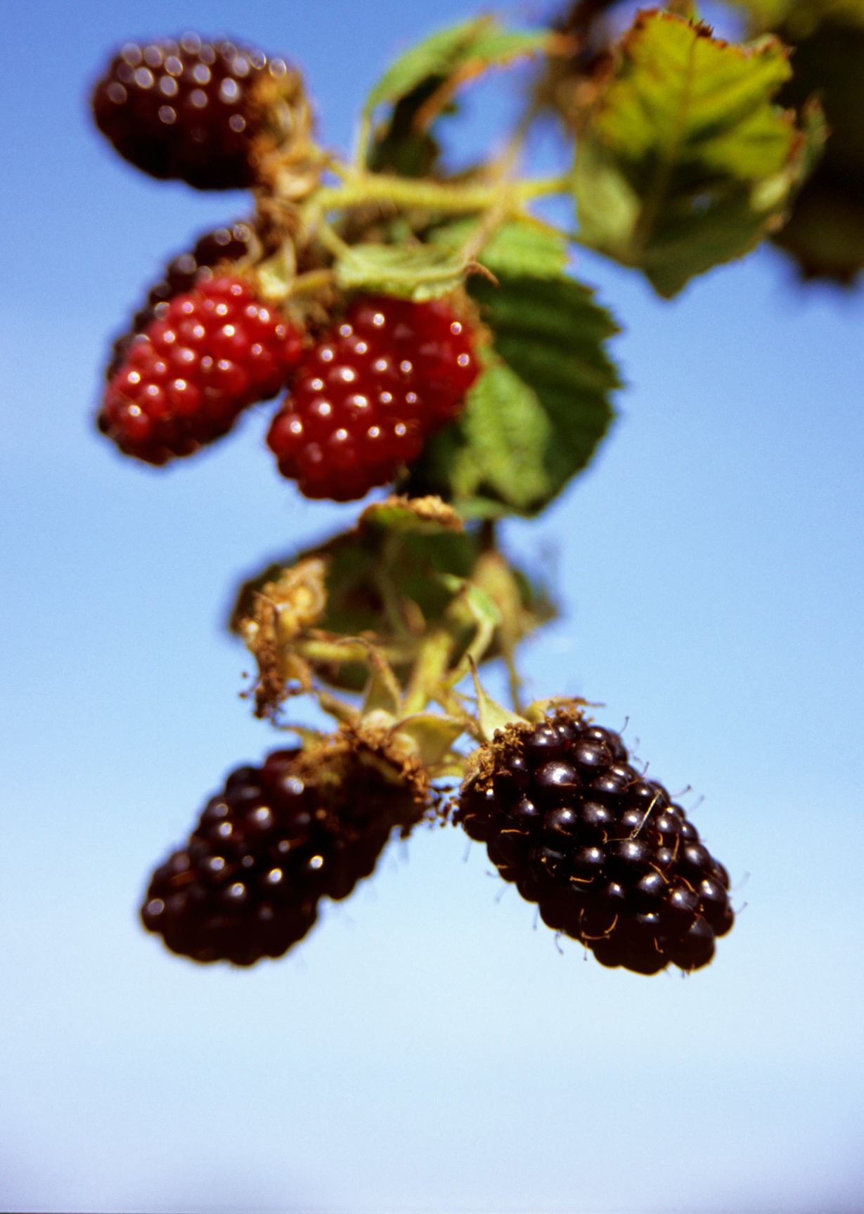 blackberry.lochness1.jpg