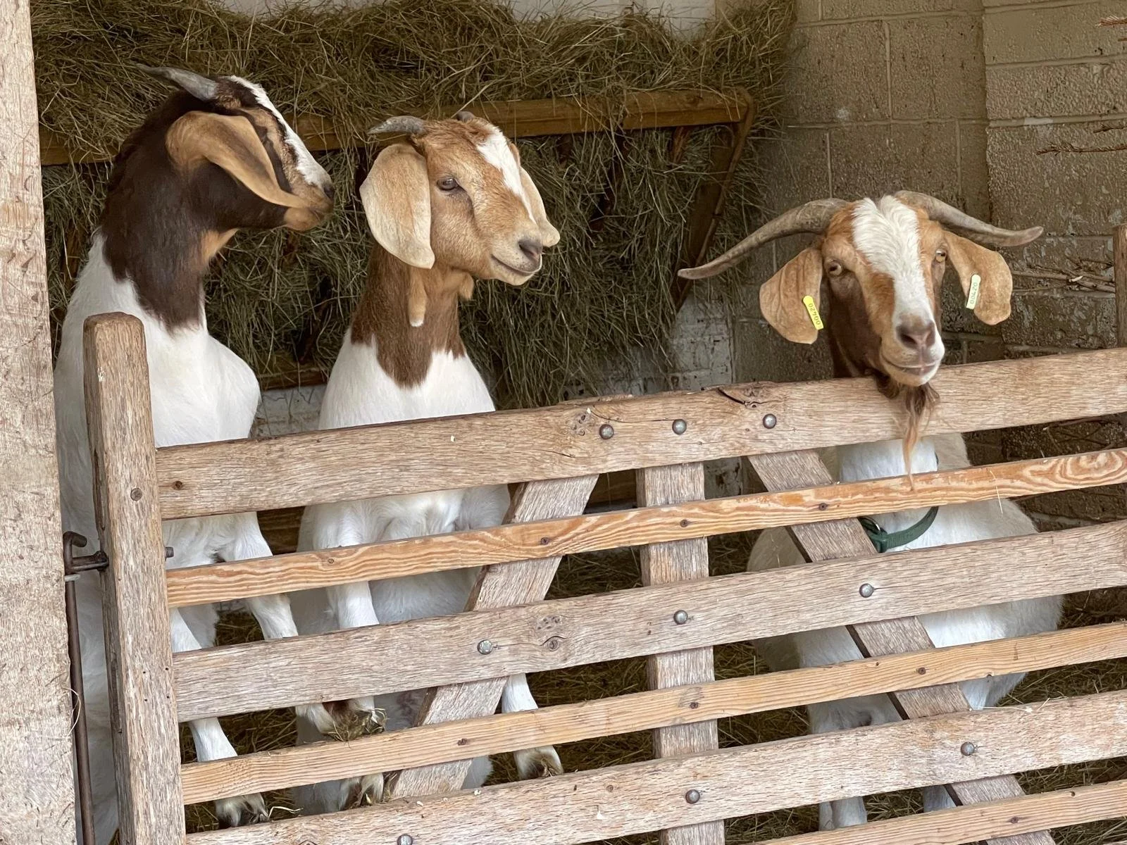3 goats.jpg