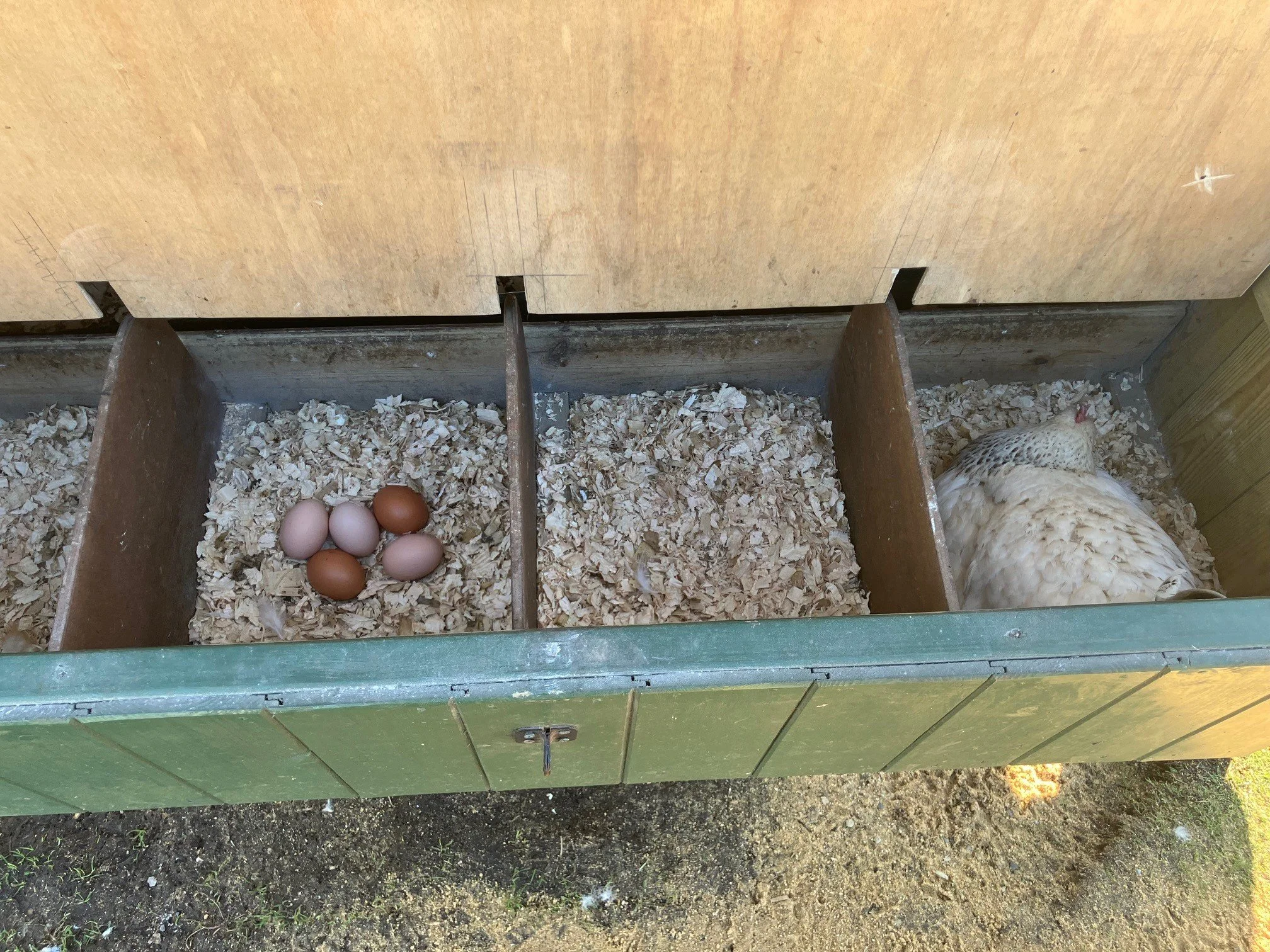 Eggs.jpg