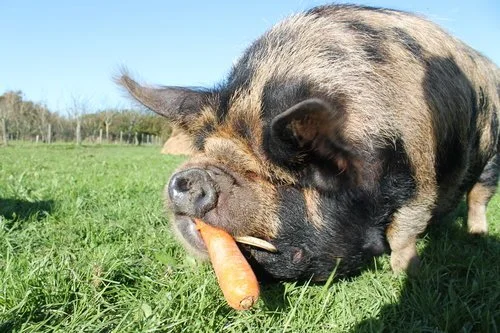pig 2.jpeg