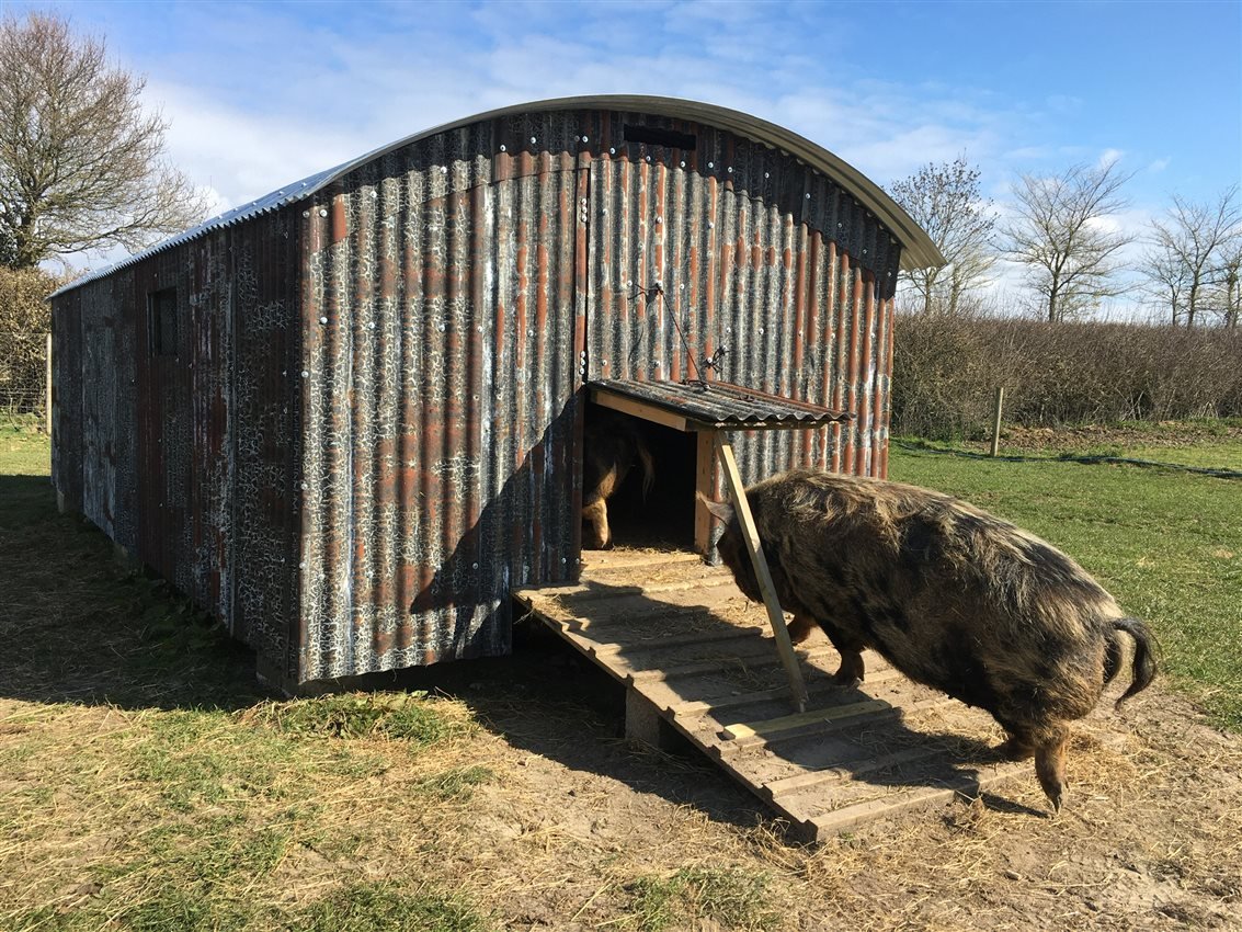 pigs3.jpg