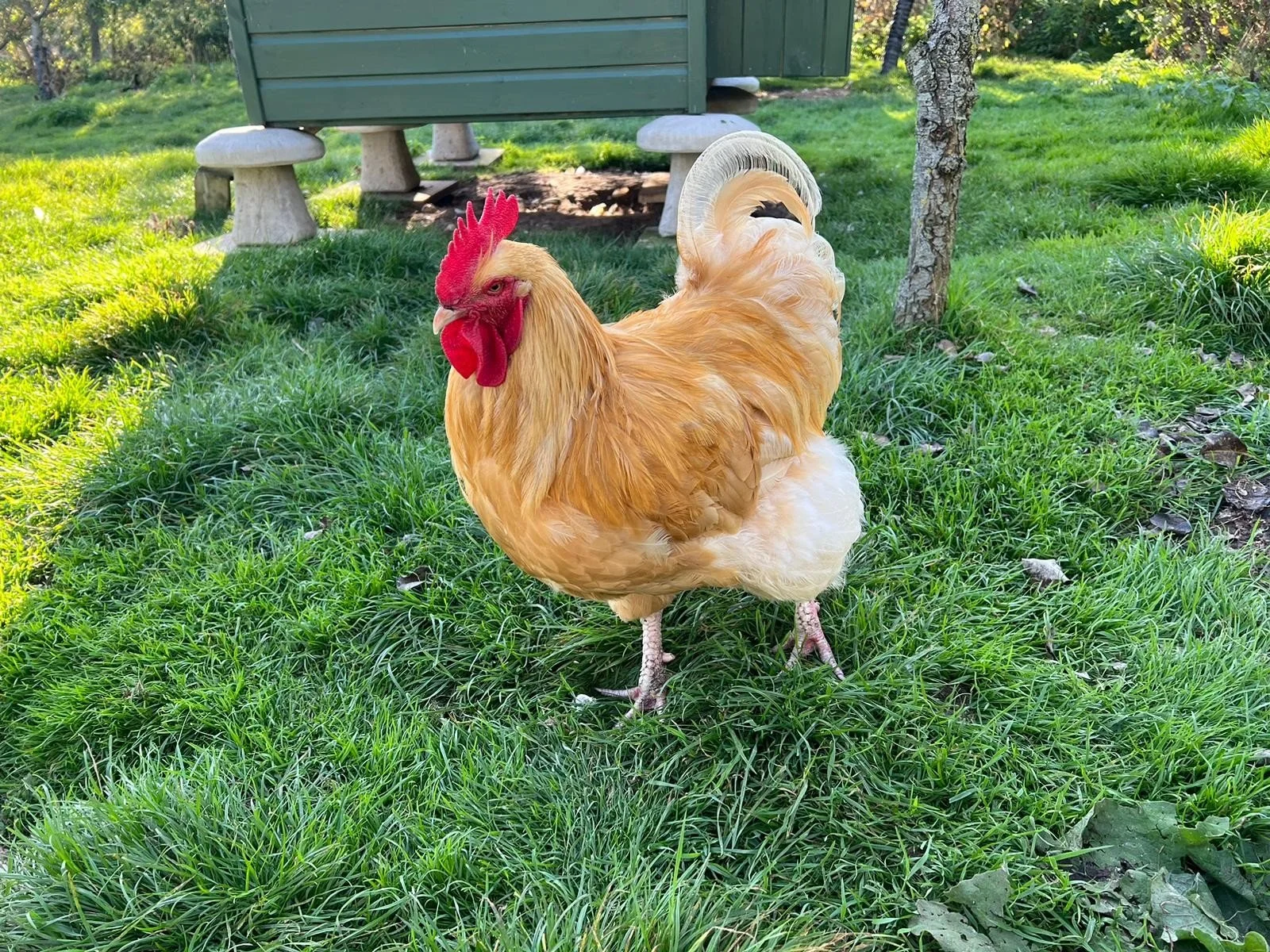chicken.jpg