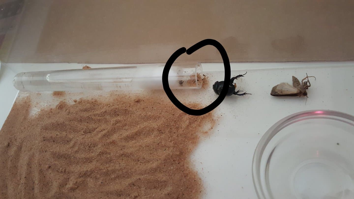 All of the ants are currently hiding in the test tube.