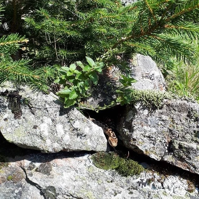 Impressions from #shooting , juz a nice day at #work #outofoffice ---- #snake ! #agencylife