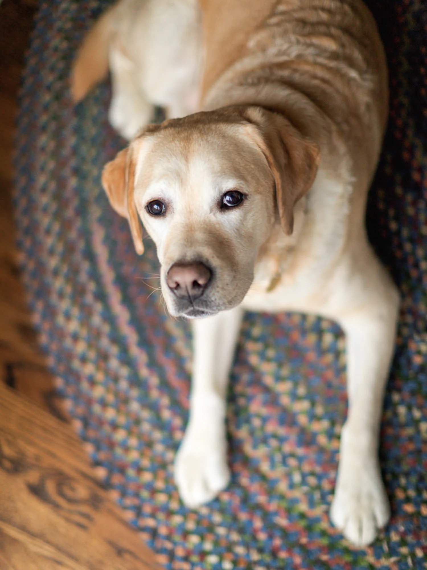 Family Pet Portrait - Mollie Hewitt | Photography - Portland, Oregon