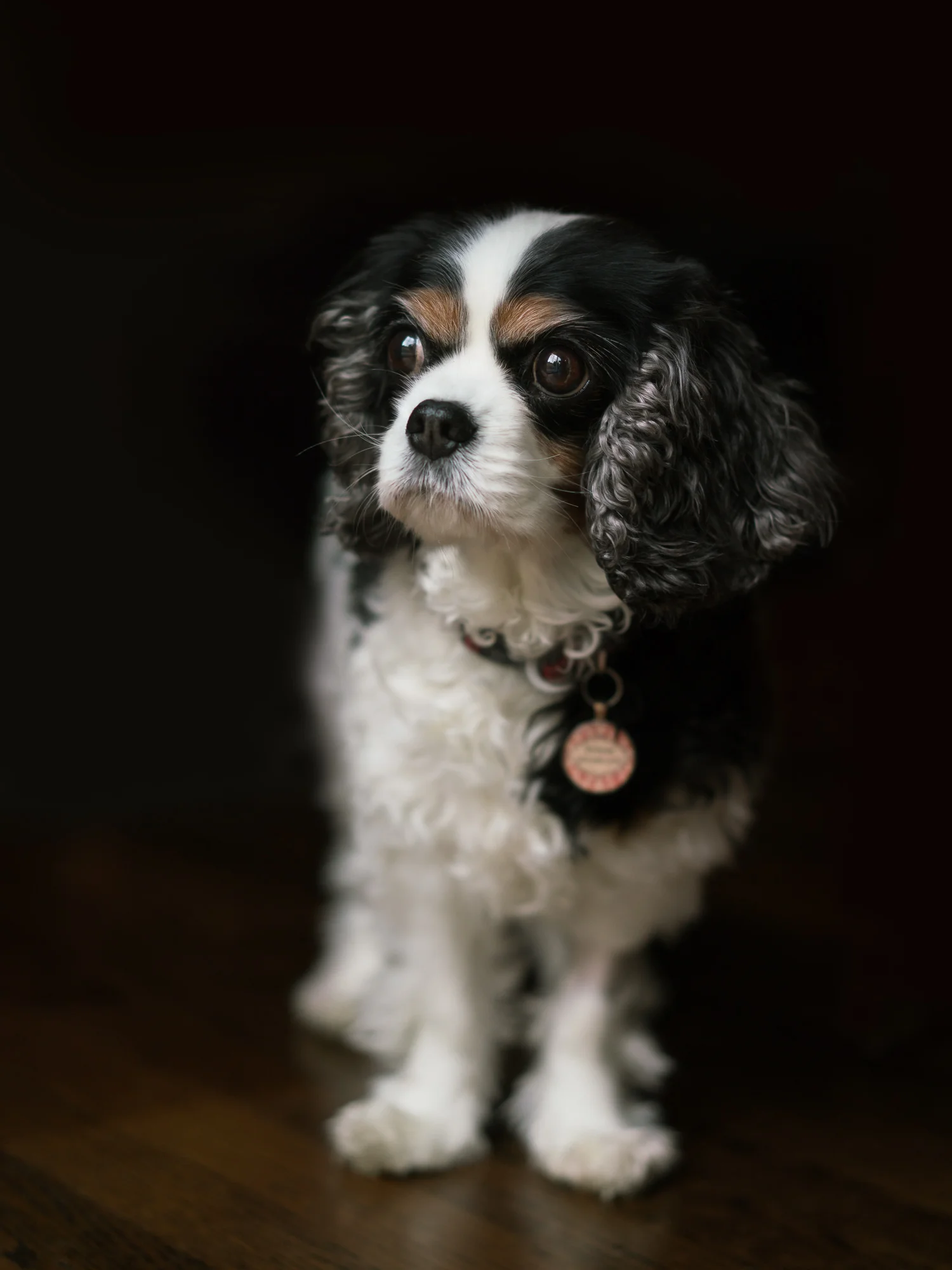 Family Pet Portrait - Mollie Hewitt | Photography - Portland, Oregon