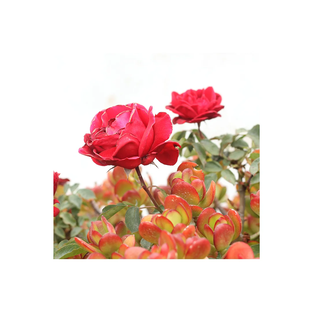 FlowerPower 1 1080x1080.jpg